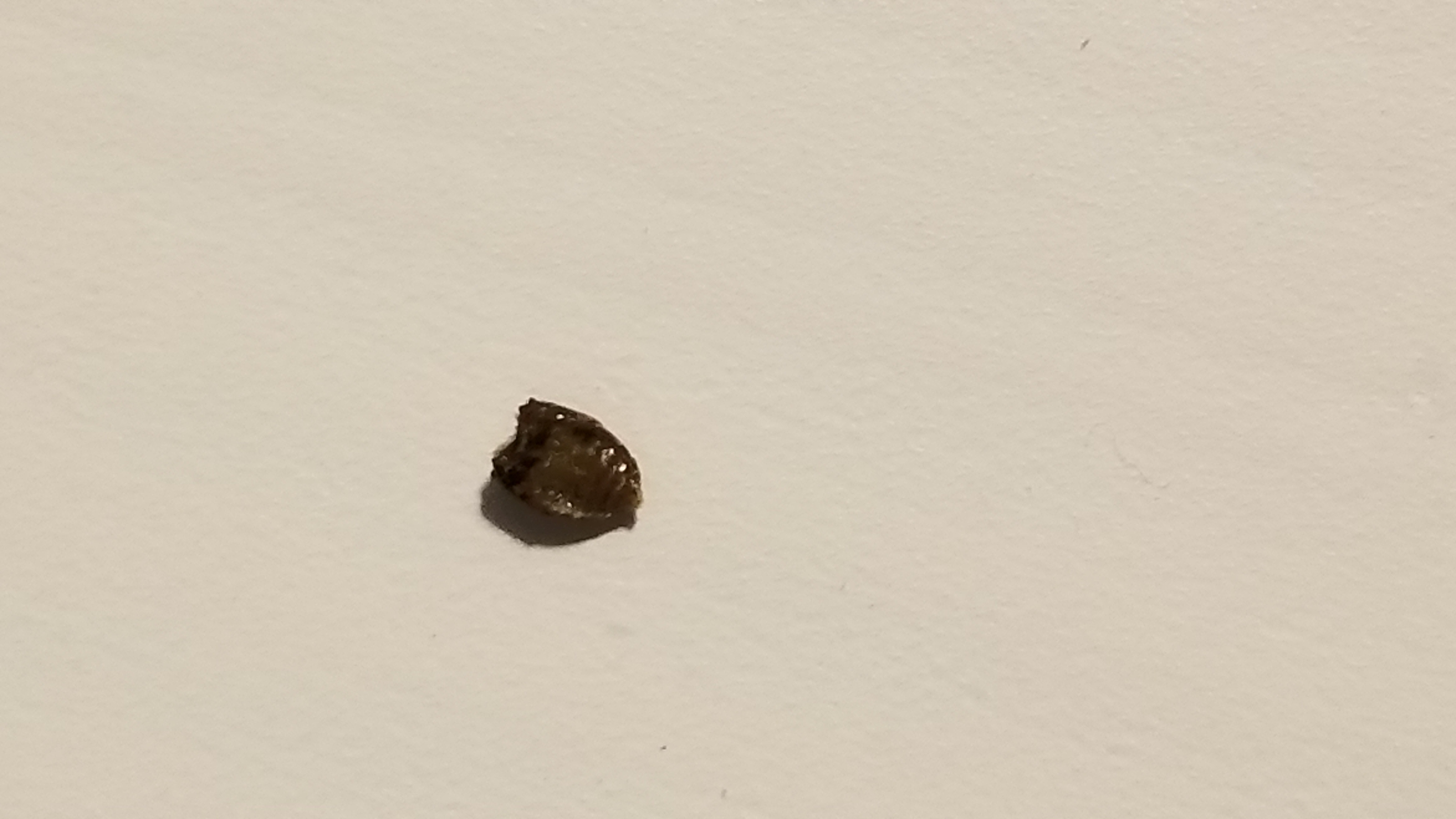 Carpet Beetle vs Bed Bug