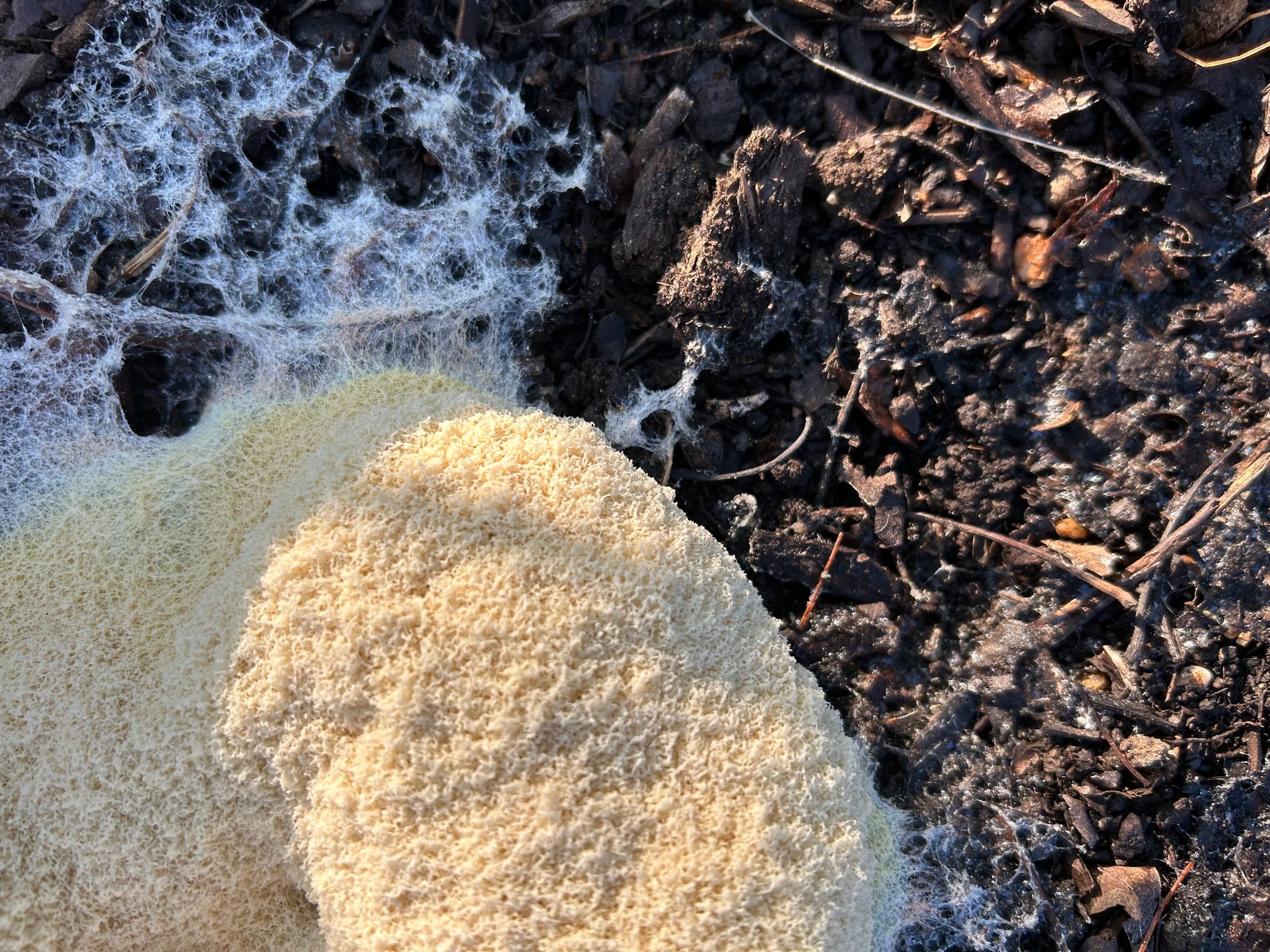 identification - What is this white foam under my tree? - Gardening &  Landscaping Stack Exchange