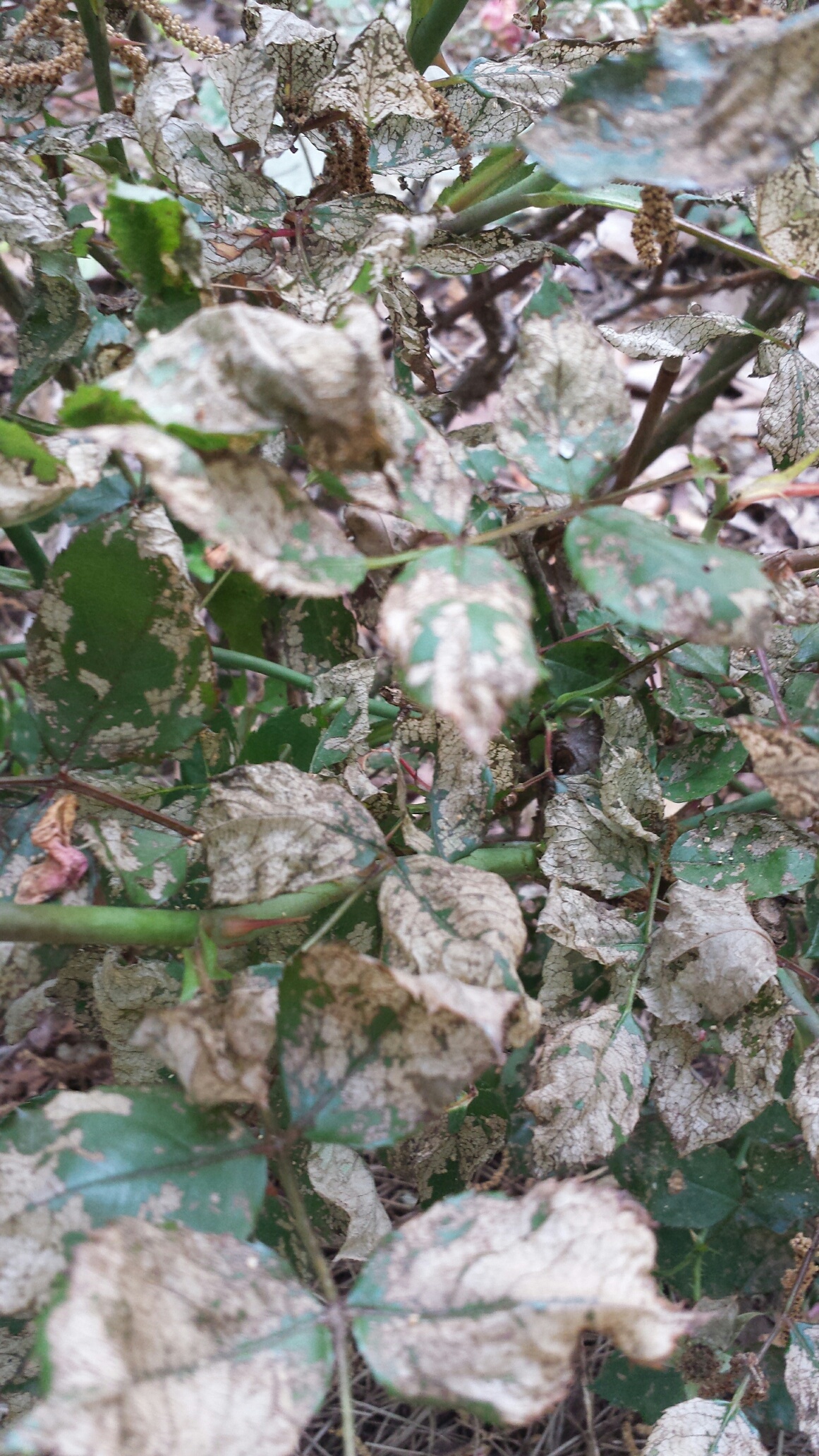 Double Knock Out Roses With White Spots & Holes on Leaves