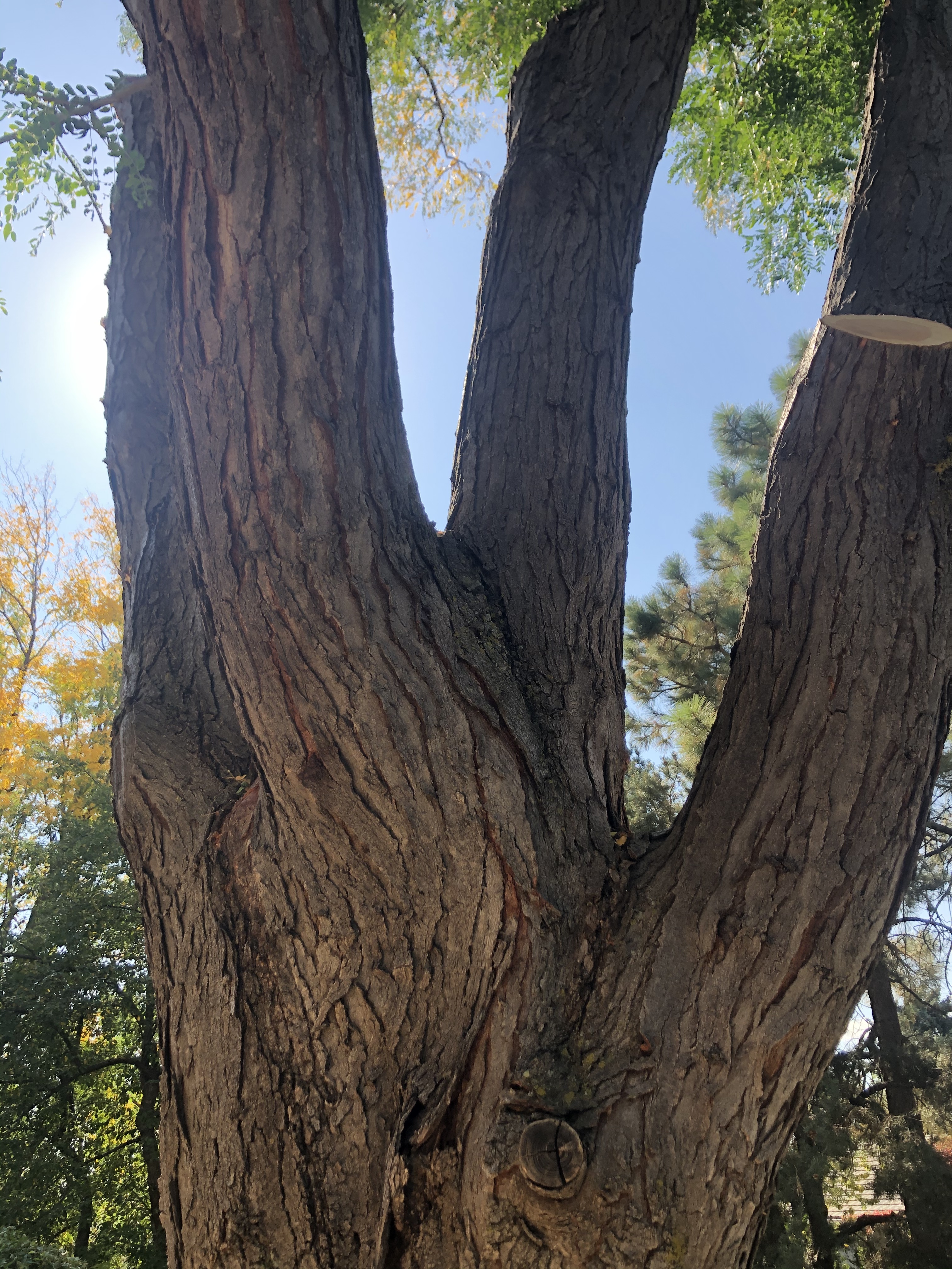 What Is Tree Sap?  Front Range Arborists