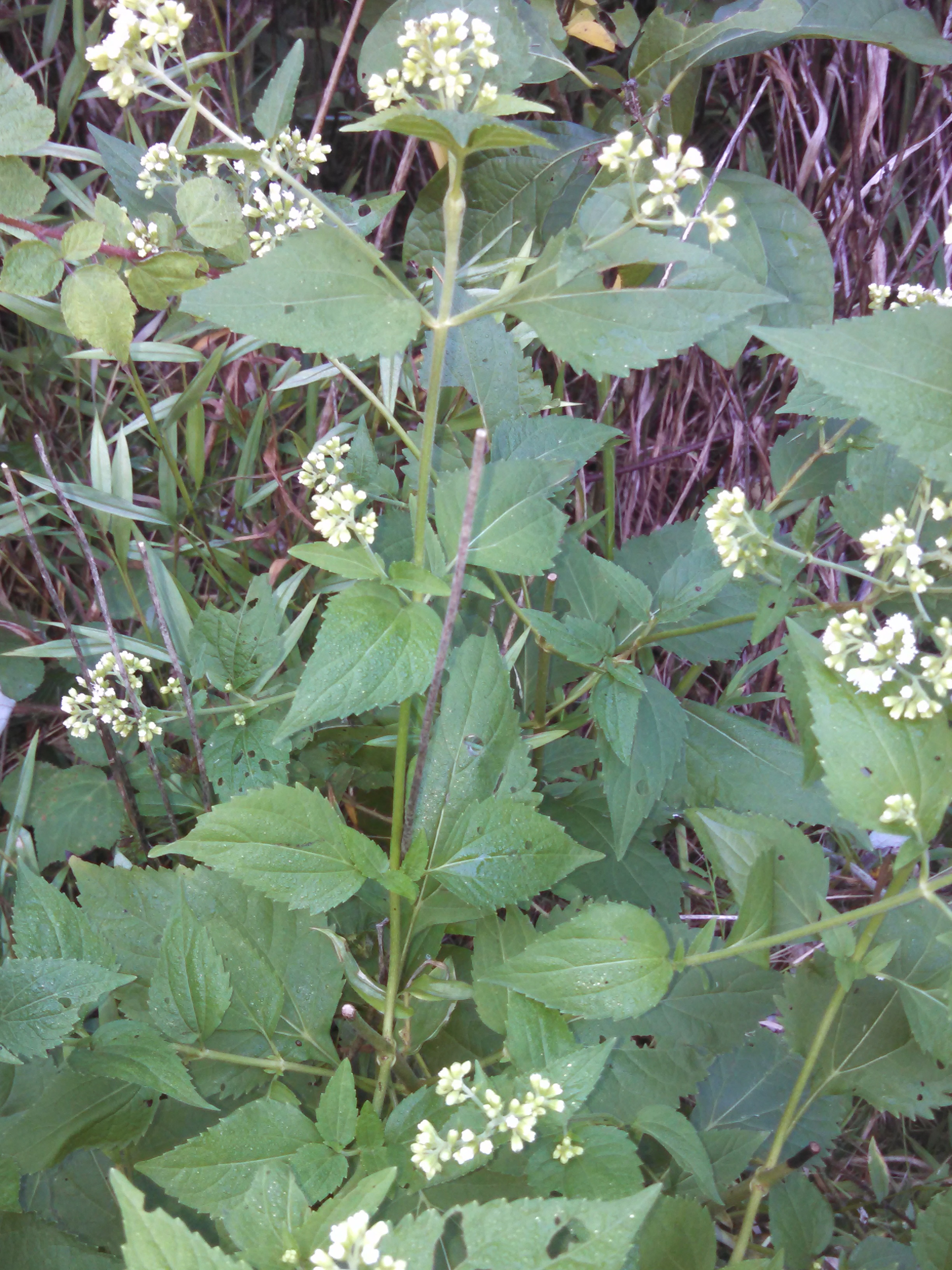 What is this probable weed with small white flowers? Daughter wants to  know. SE IL : r/whatsthisplant