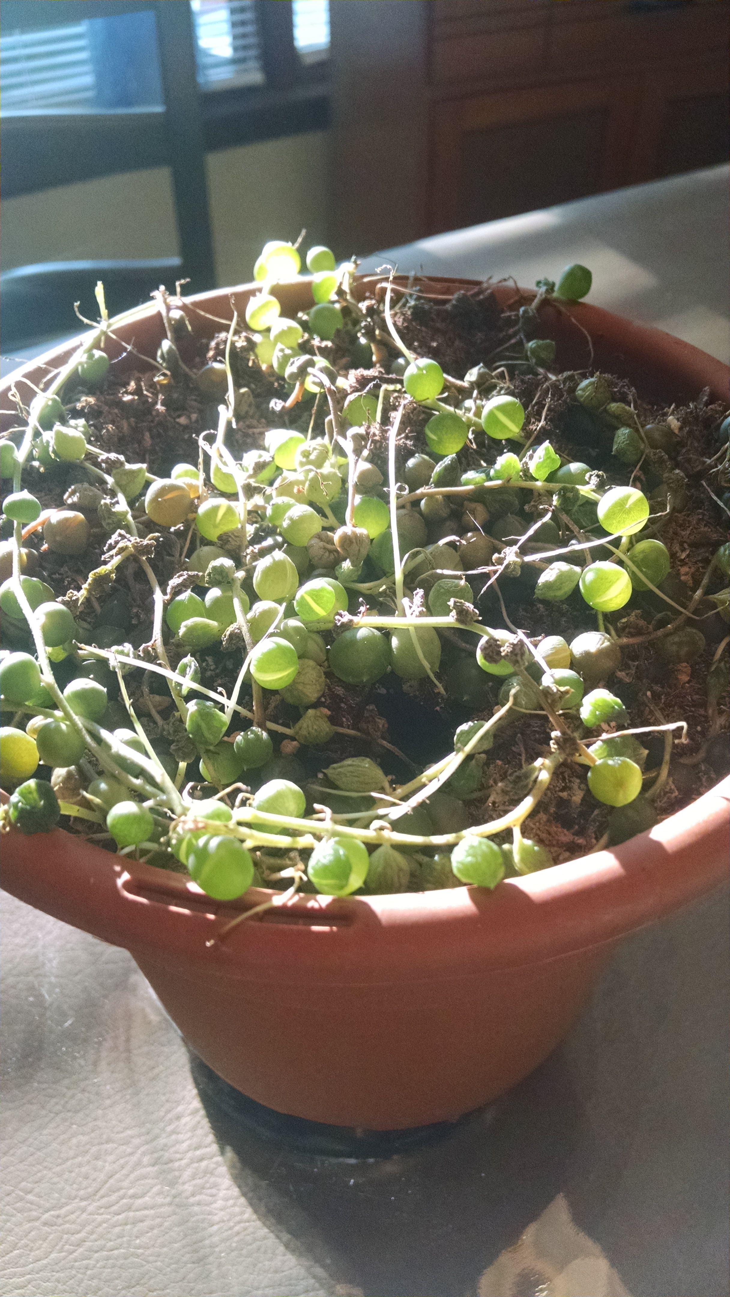 Senecio rowleyanus 'String of Pearls'  Rooted in Paradise Succulent Studio  – Rooted in Paradise Succulent Studio