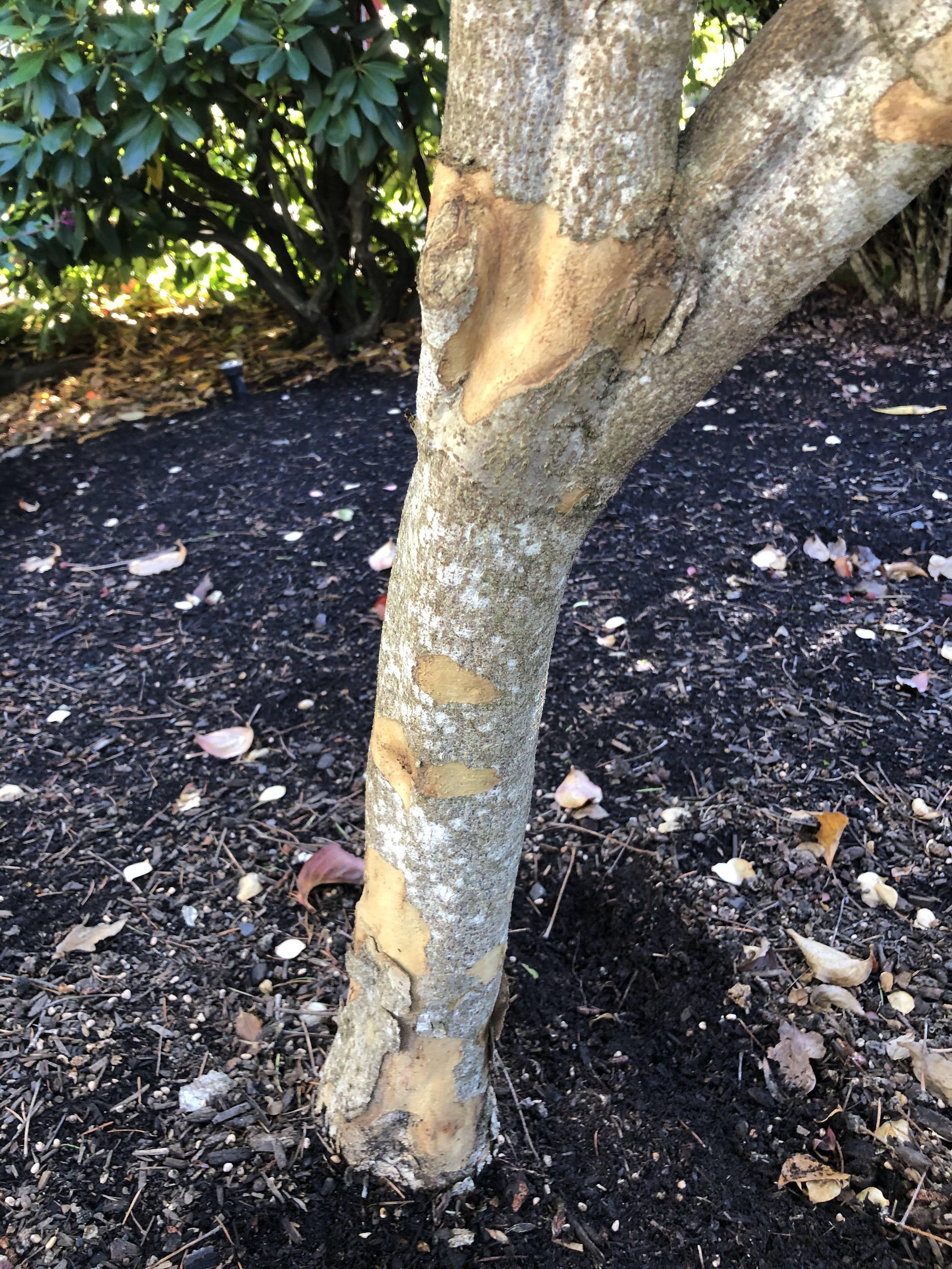 Bark flaking off of dogwood tree trunk - Ask Extension