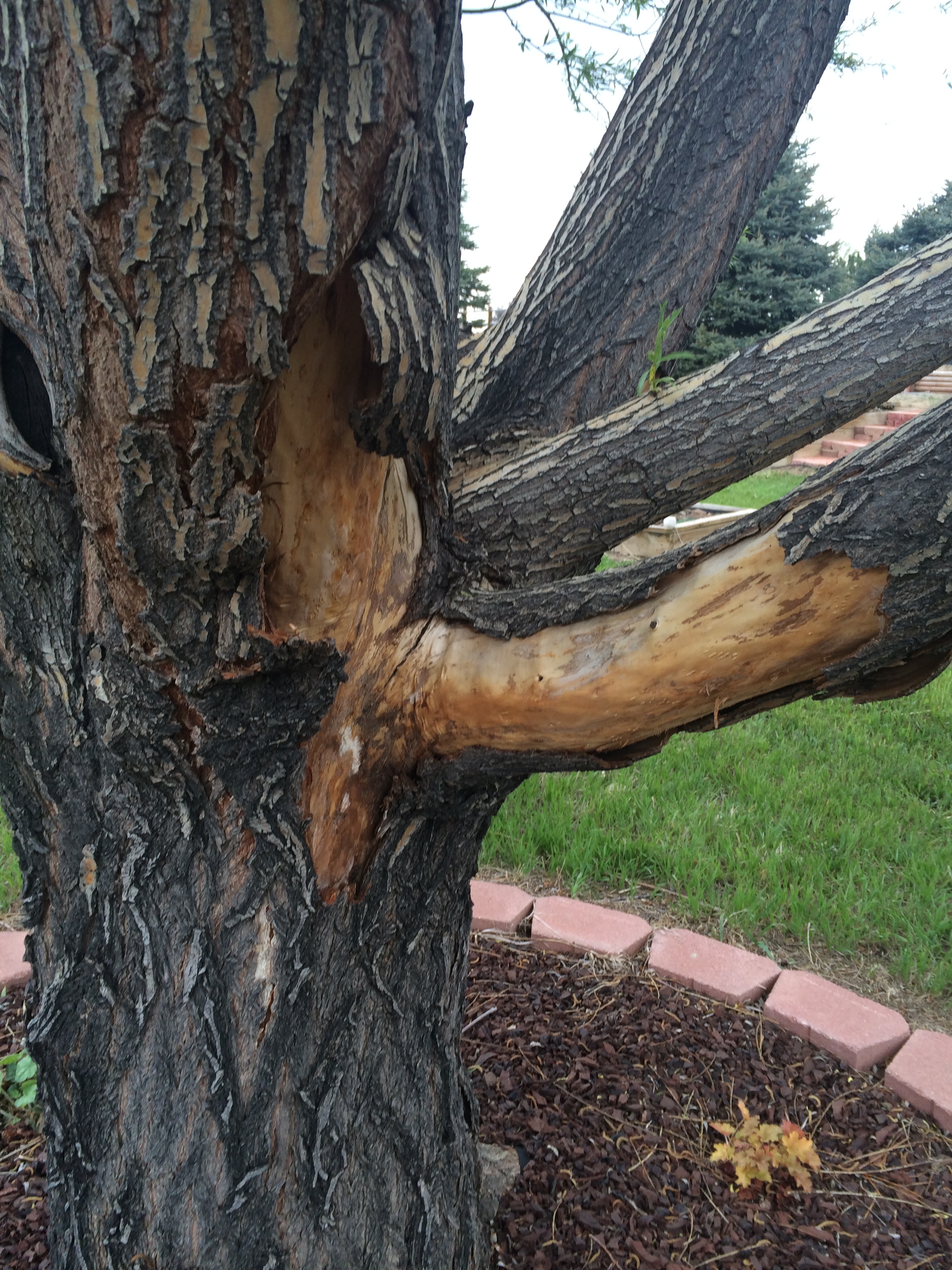 Peeling Tree Bark: Diseases & Other Causes of Bark Shedding