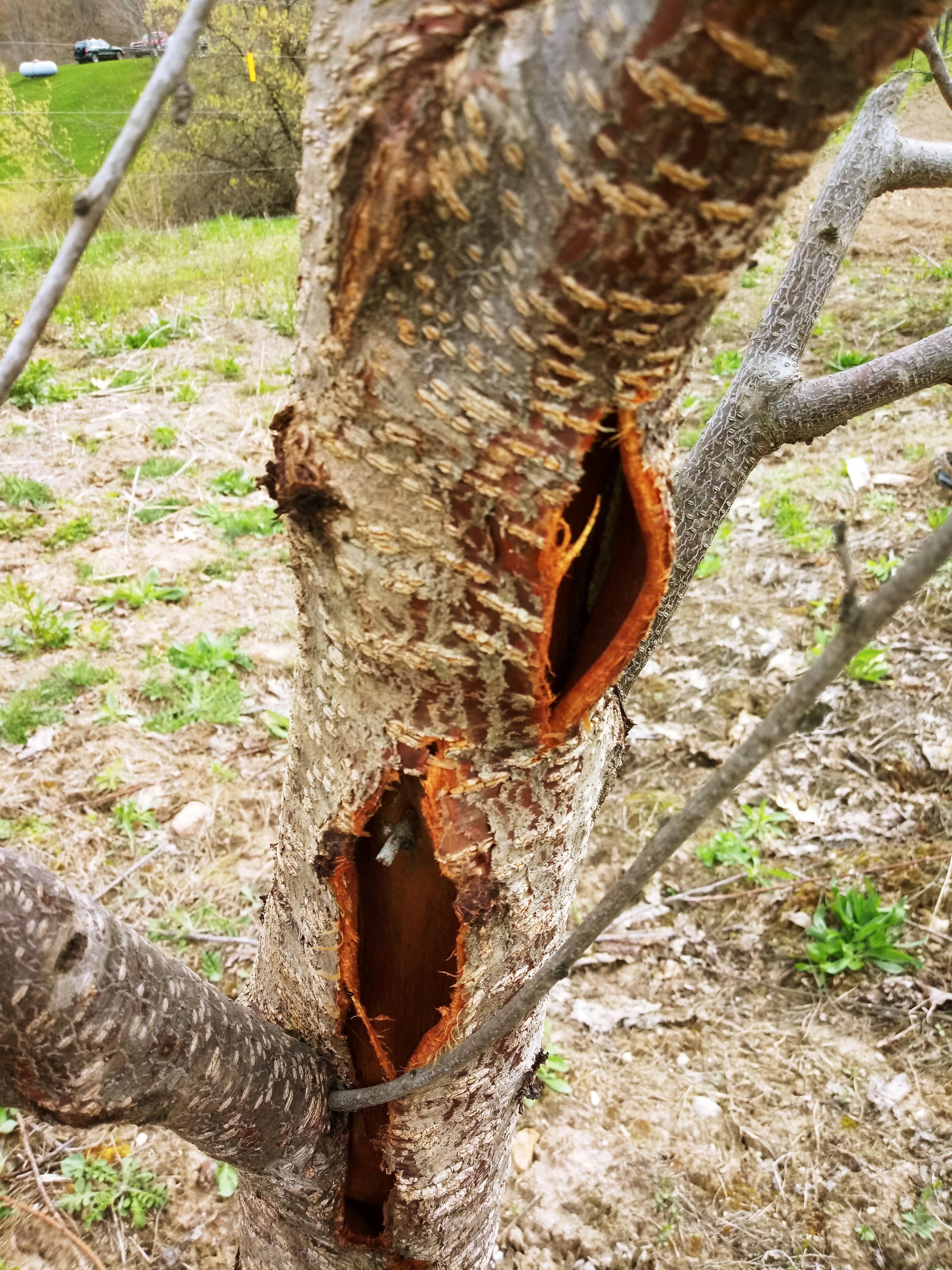 What Causes Bark Splitting in Trees?