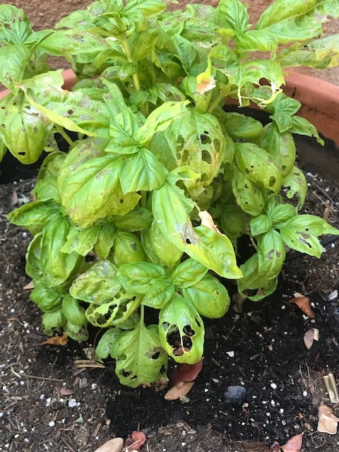 Growing Basil Ask Extension