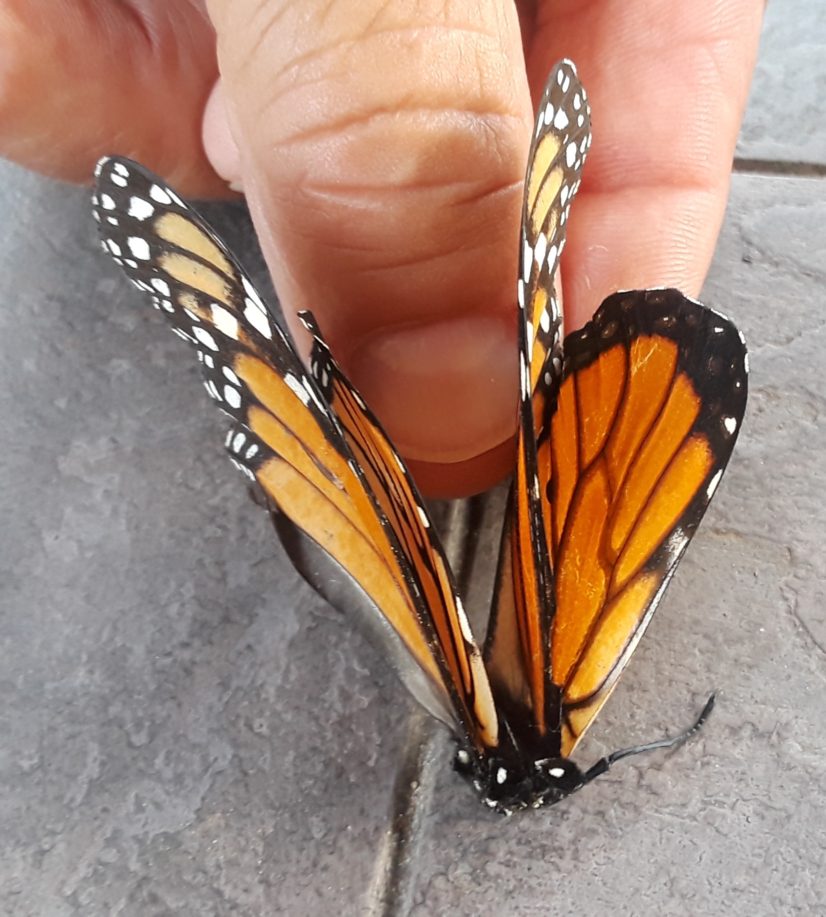 4'' Monarch Butterfly 