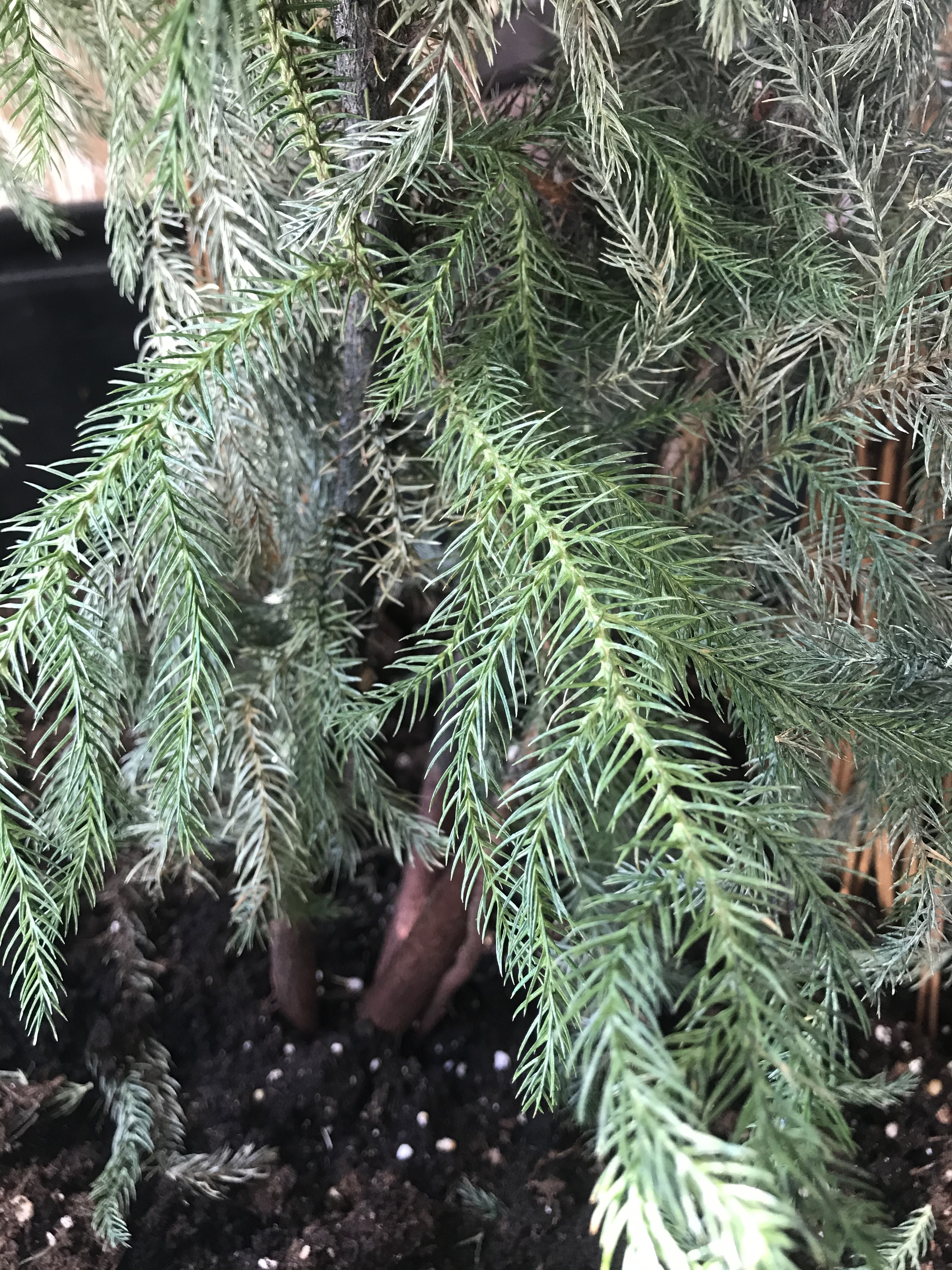 Why Are My Norkfolk Pine's Branches Dry?