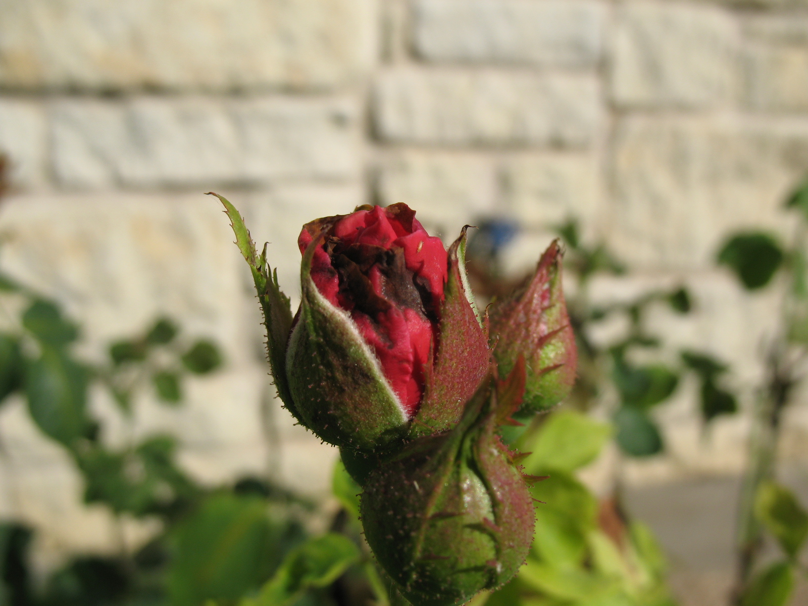 Are Edges Of Rose Petals Turning Black - Reasons For Black Edges On Rose  Petals