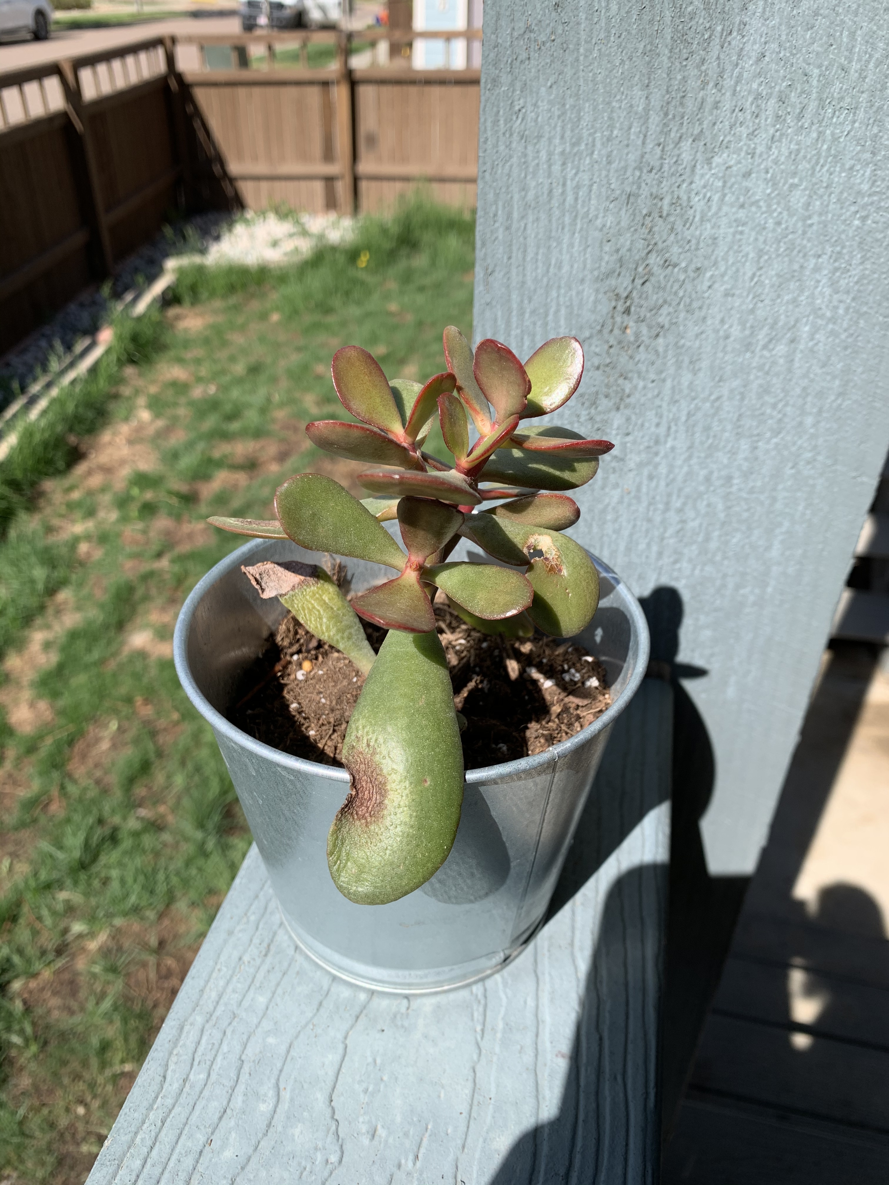 Jade leaves - Ask Extension