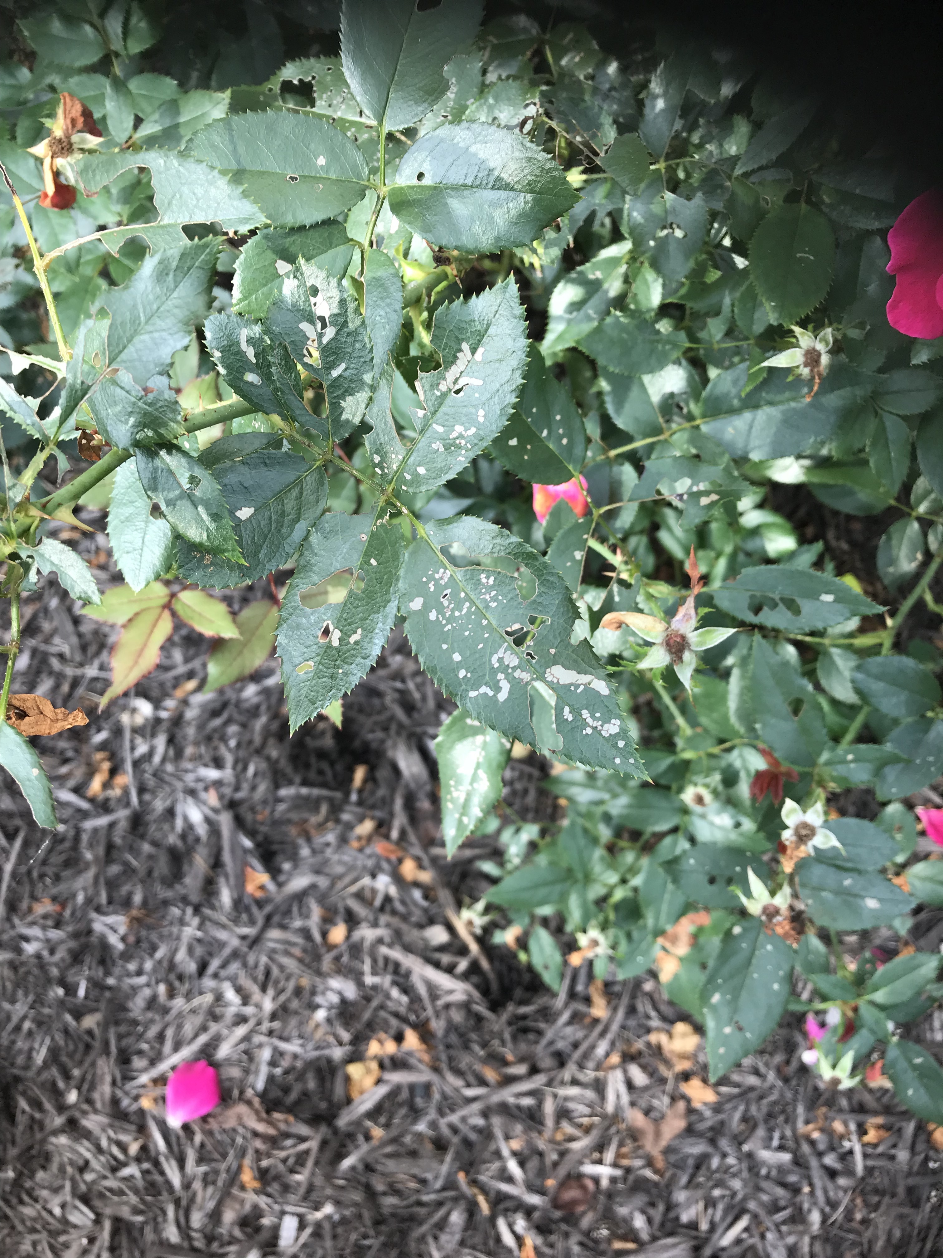 Double Knock Out Roses With White Spots & Holes on Leaves