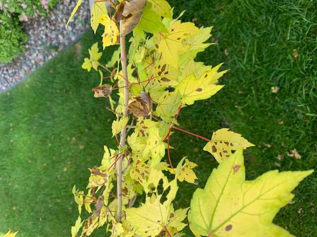 Garden Q & A: Why is my maple tree is dropping its green leaves?