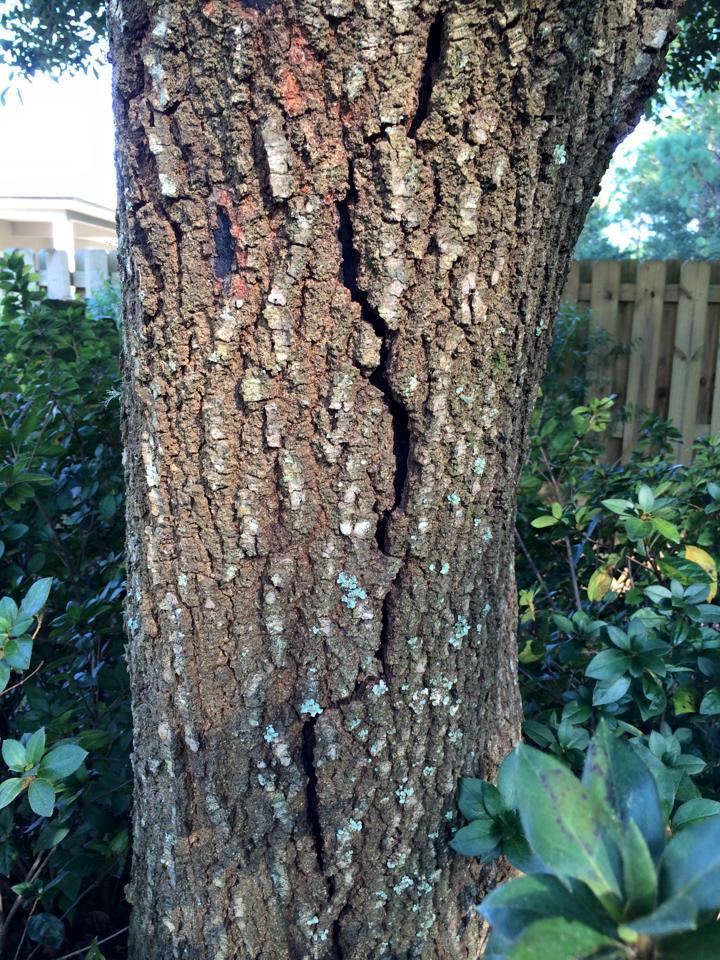 What Causes Bark Splitting in Trees?