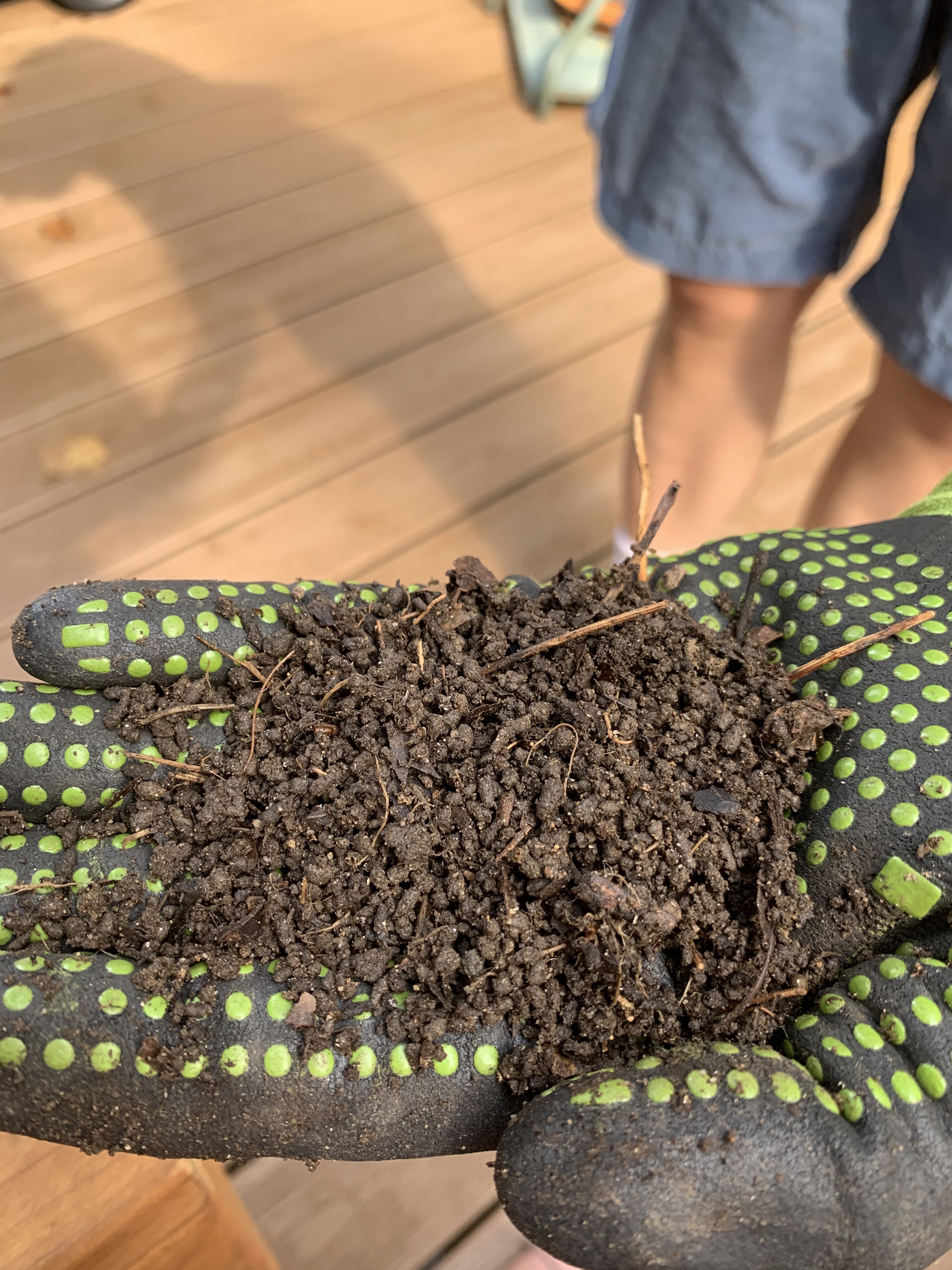 Invasive Jumping Worms  University of Maryland Extension