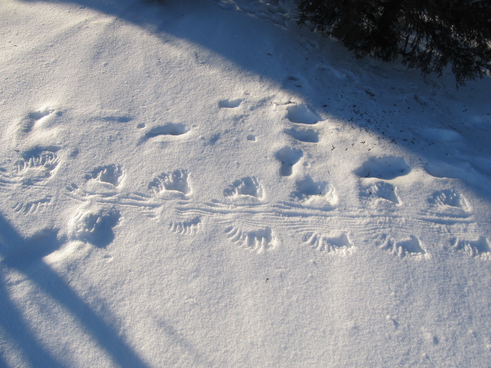 Animal Tracks in Snow #4 of 4 - Ask Extension