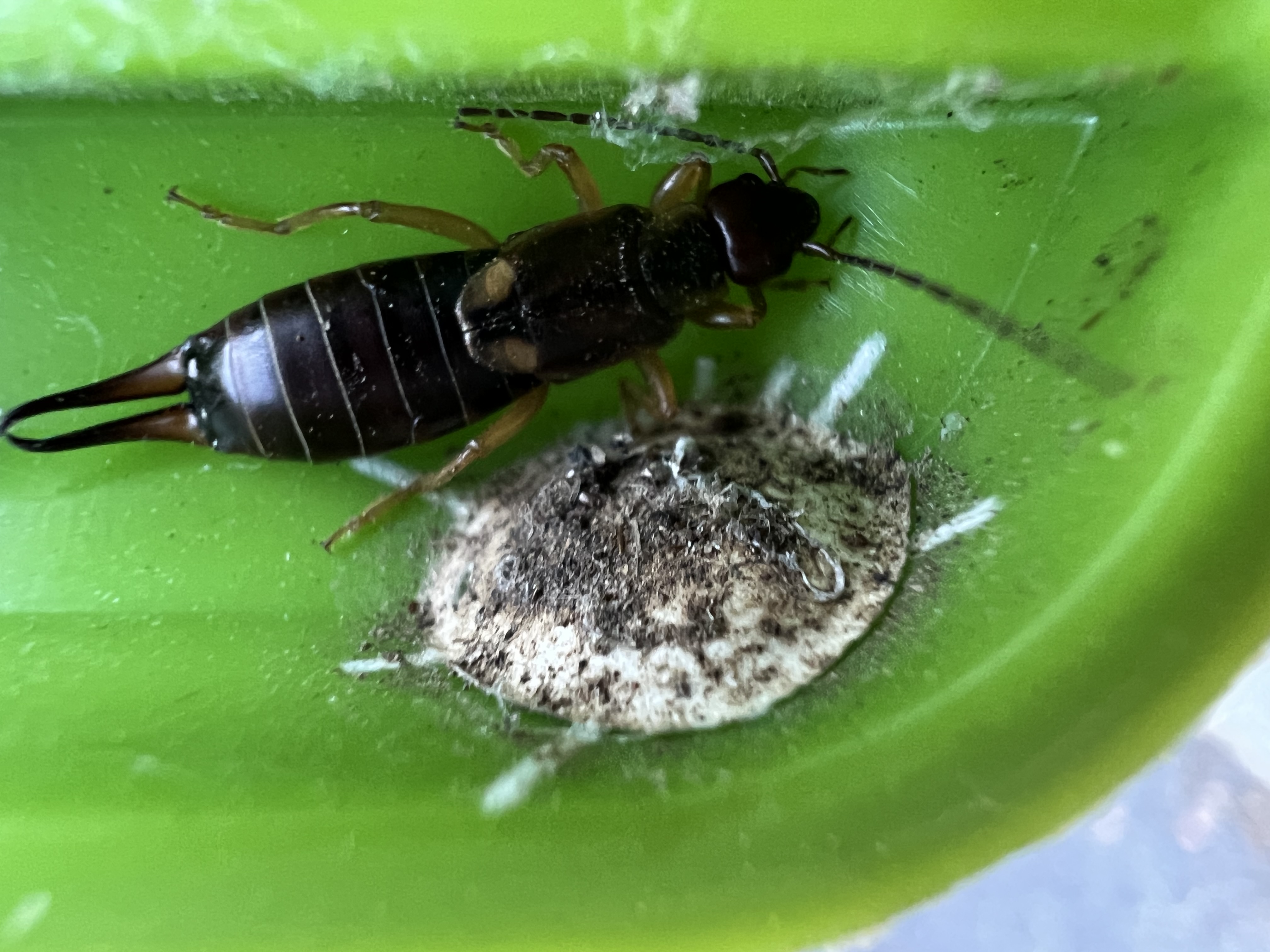 Earwig egg mass? - Ask Extension