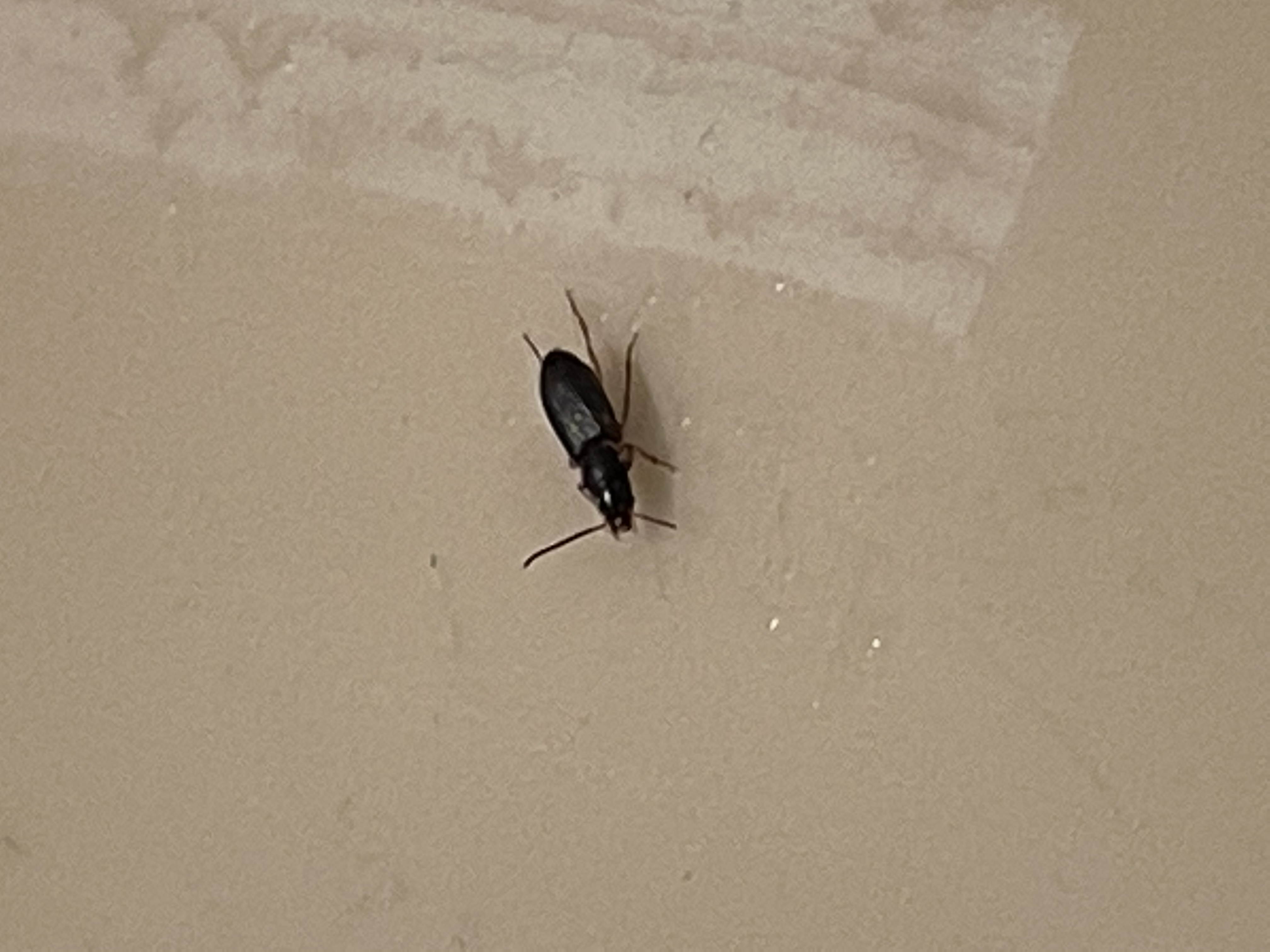 Could you help me identify this flying insect from Central Kentucky ...