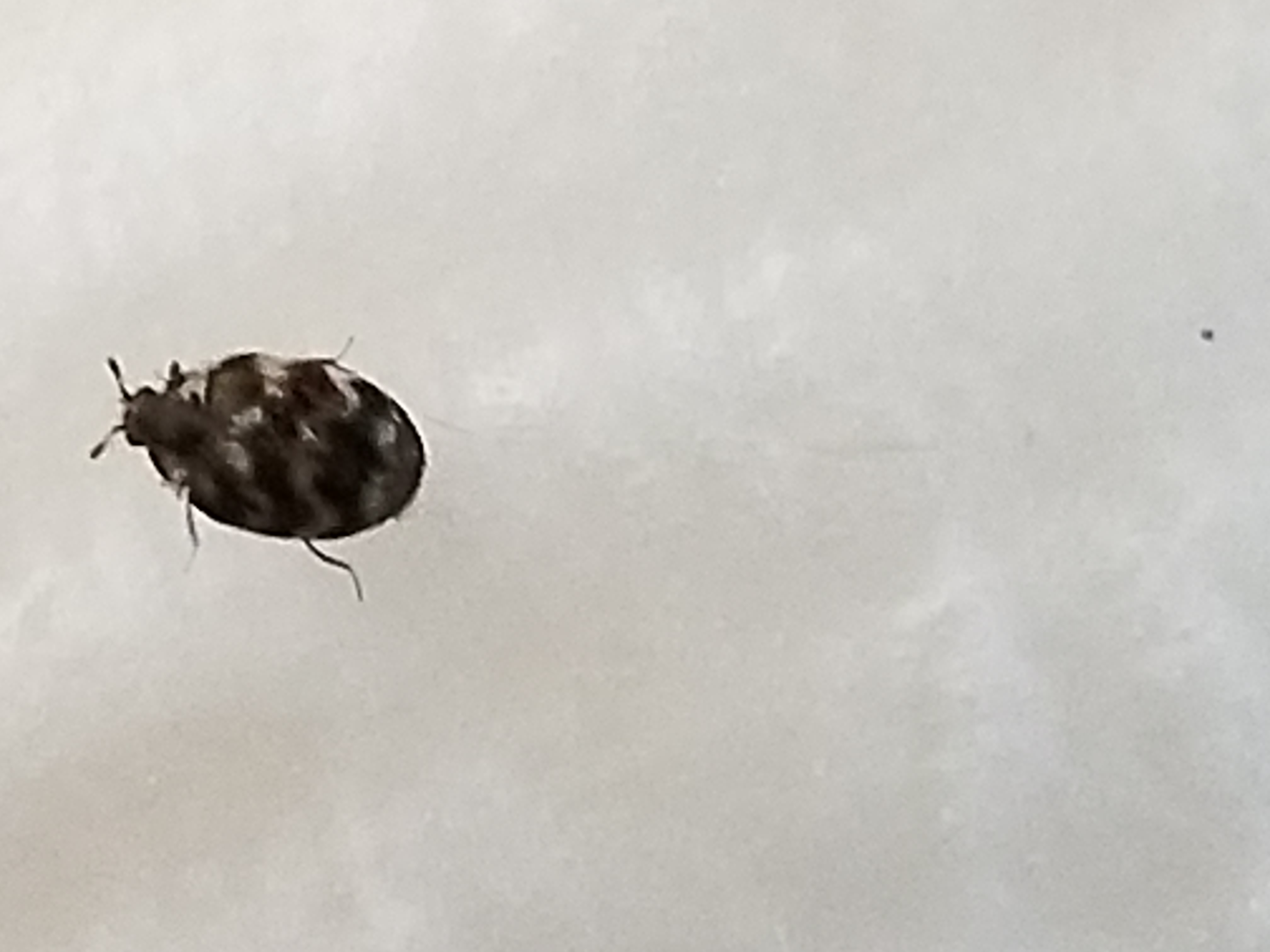 Home insect identification - Ask Extension