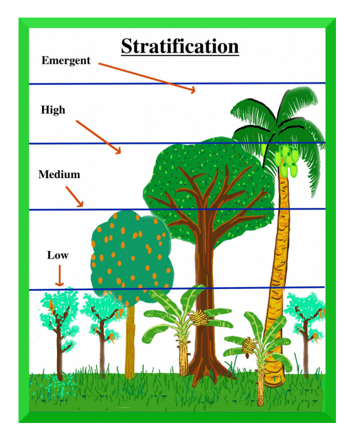 Syntropic Agroforestry - Ask Extension