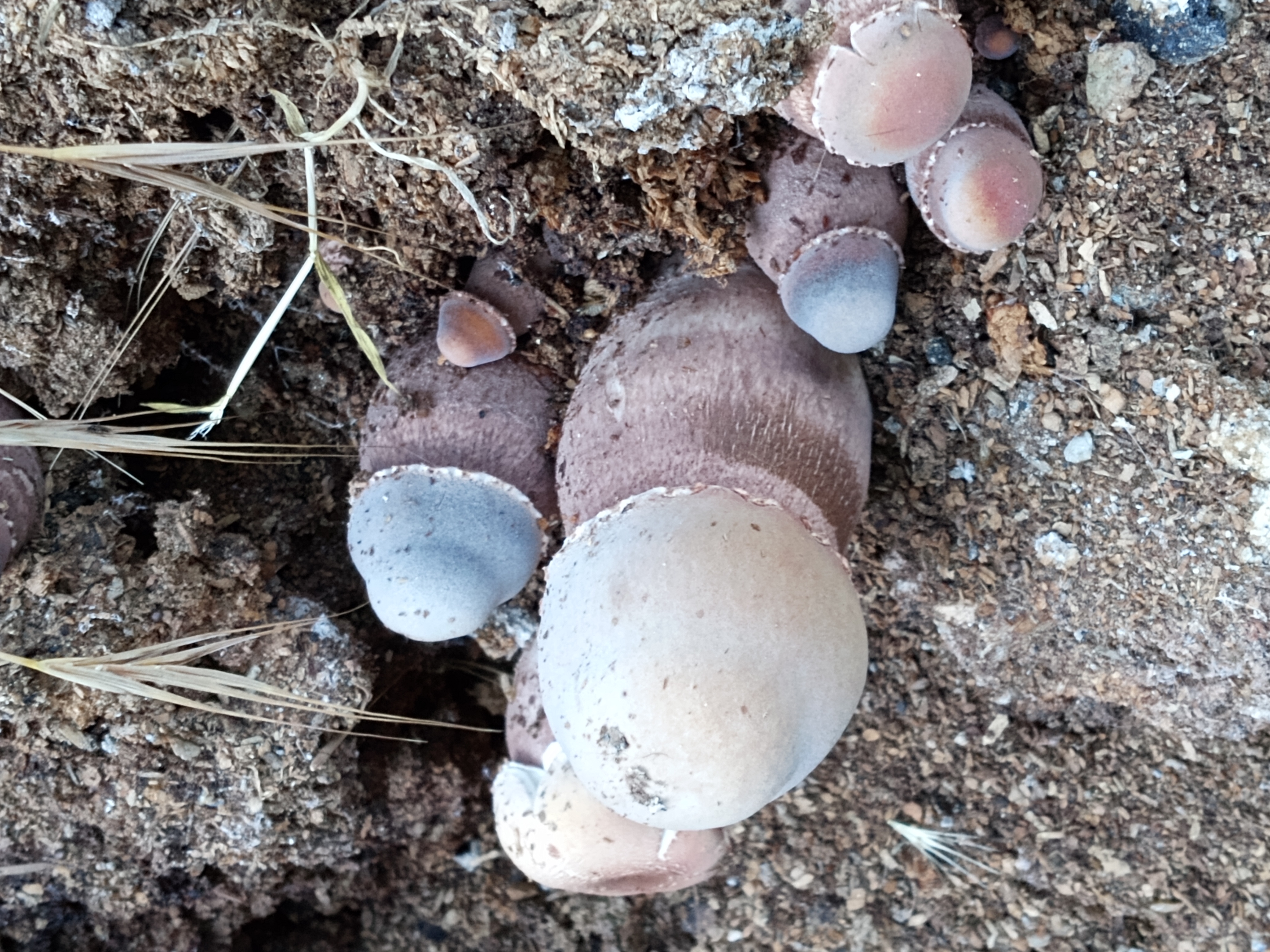 Mushroom in 2025 guinea pig cage