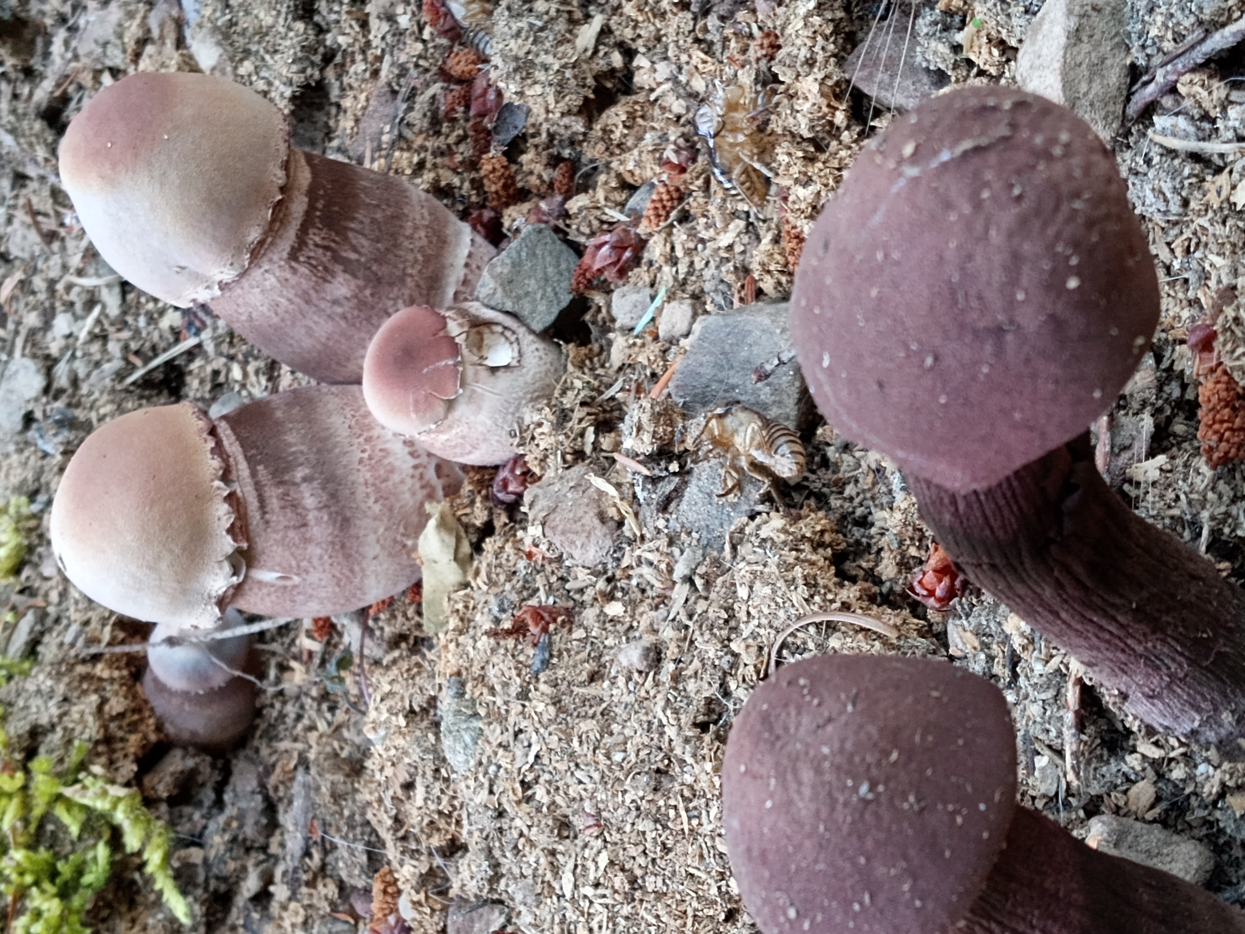 Guinea pig outlet mushroom