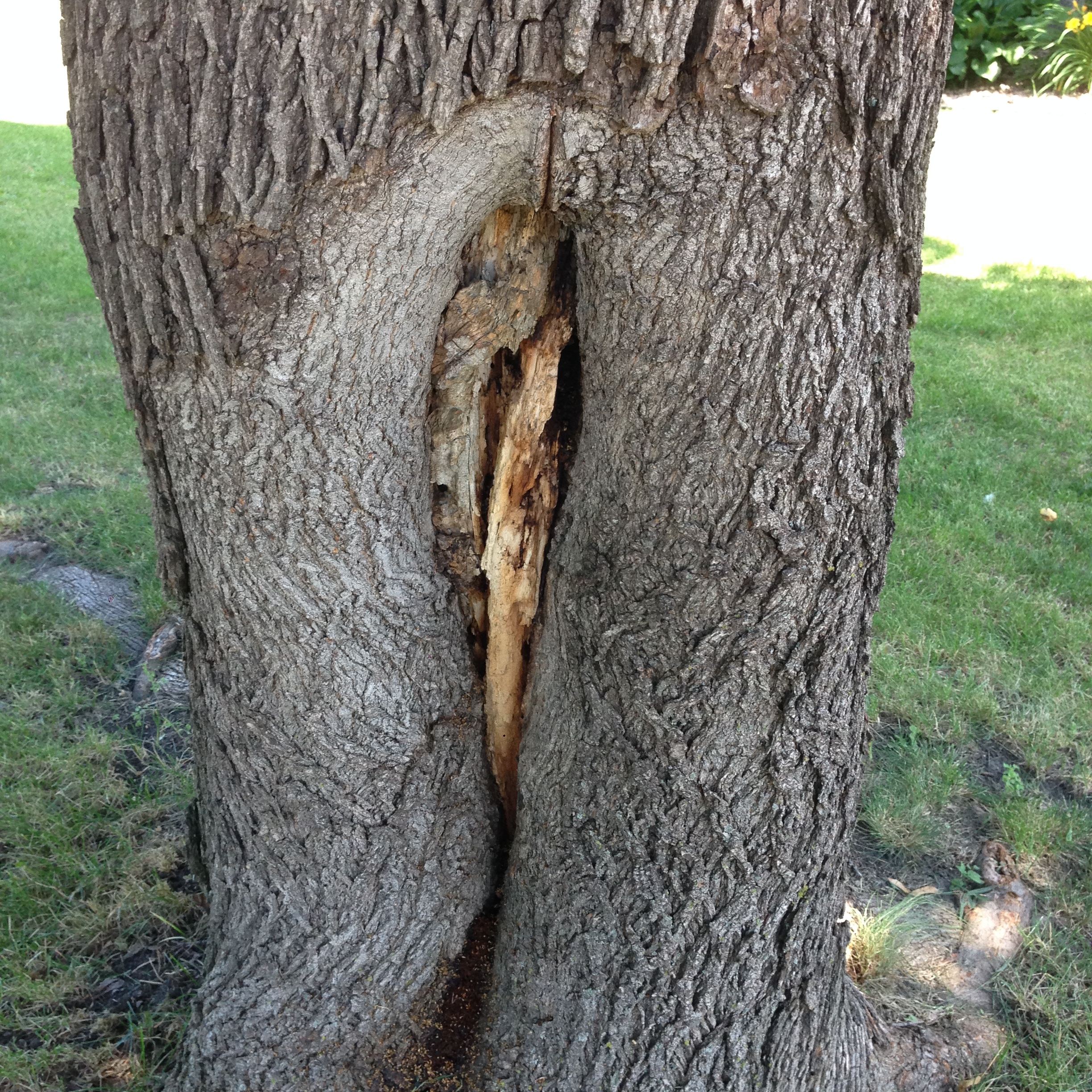 Maple tree hole in trunk Ask Extension