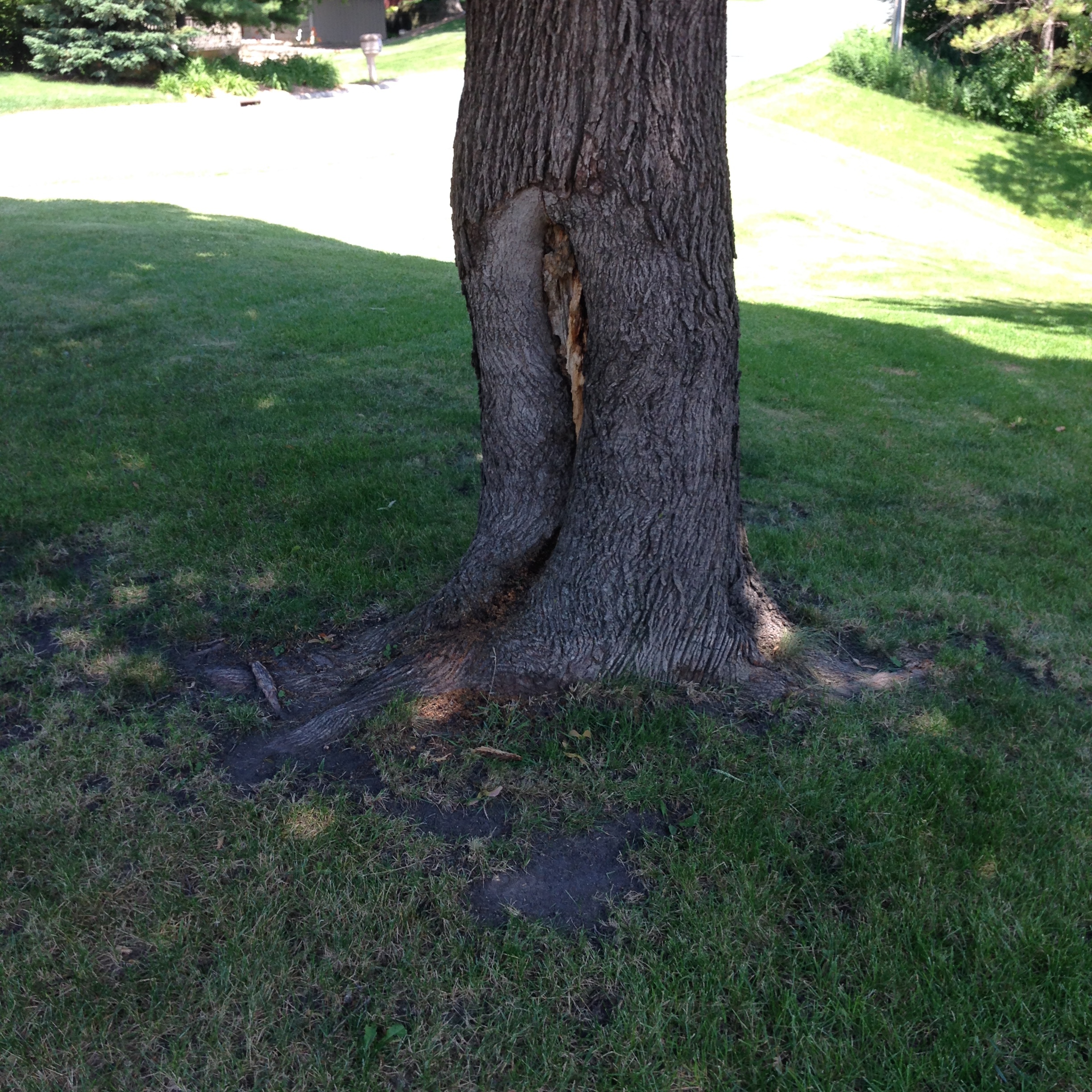 Maple tree hole in trunk Ask Extension