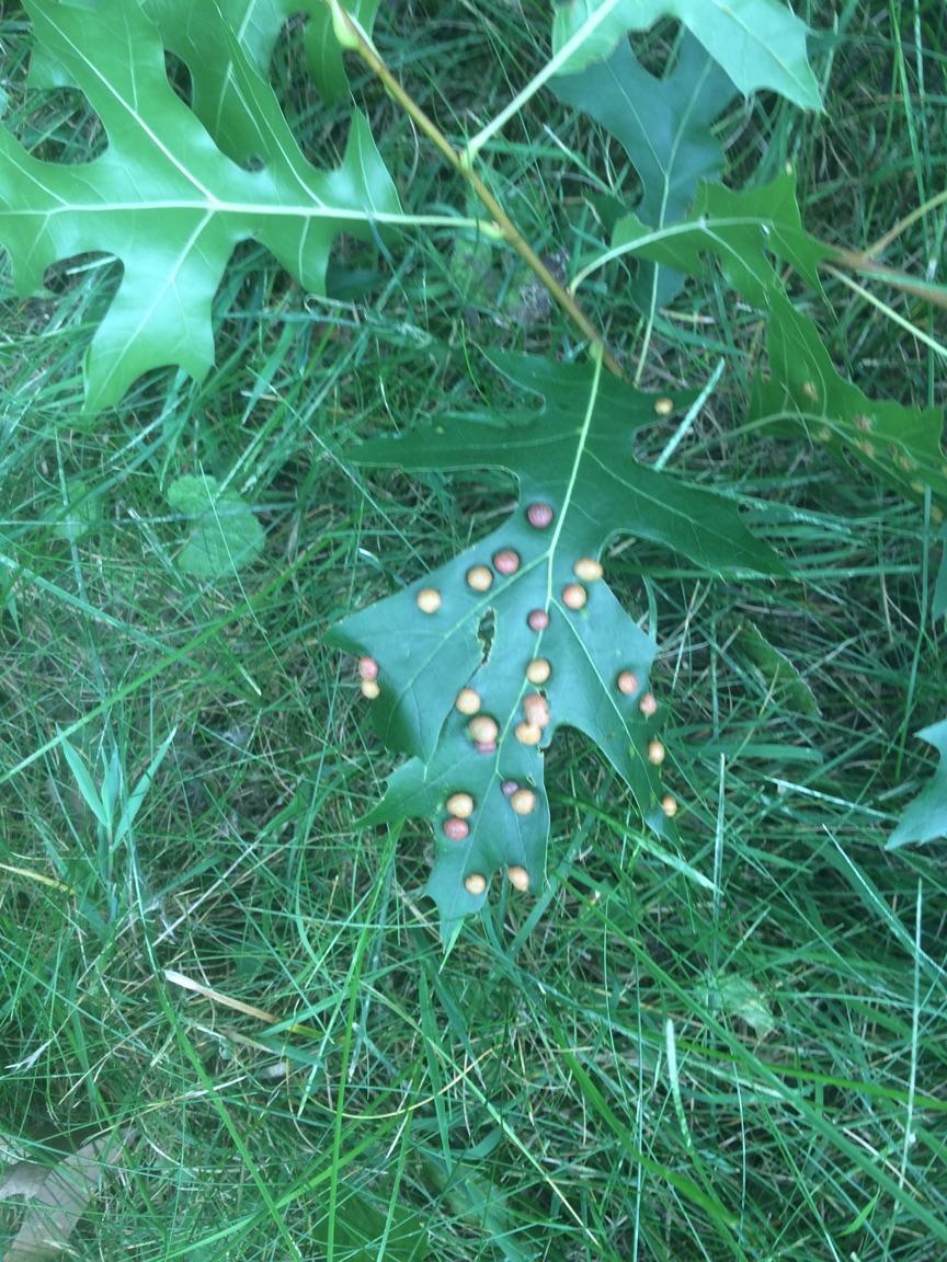 What type of insect eggs or cocoon is on the pictured oak leaf