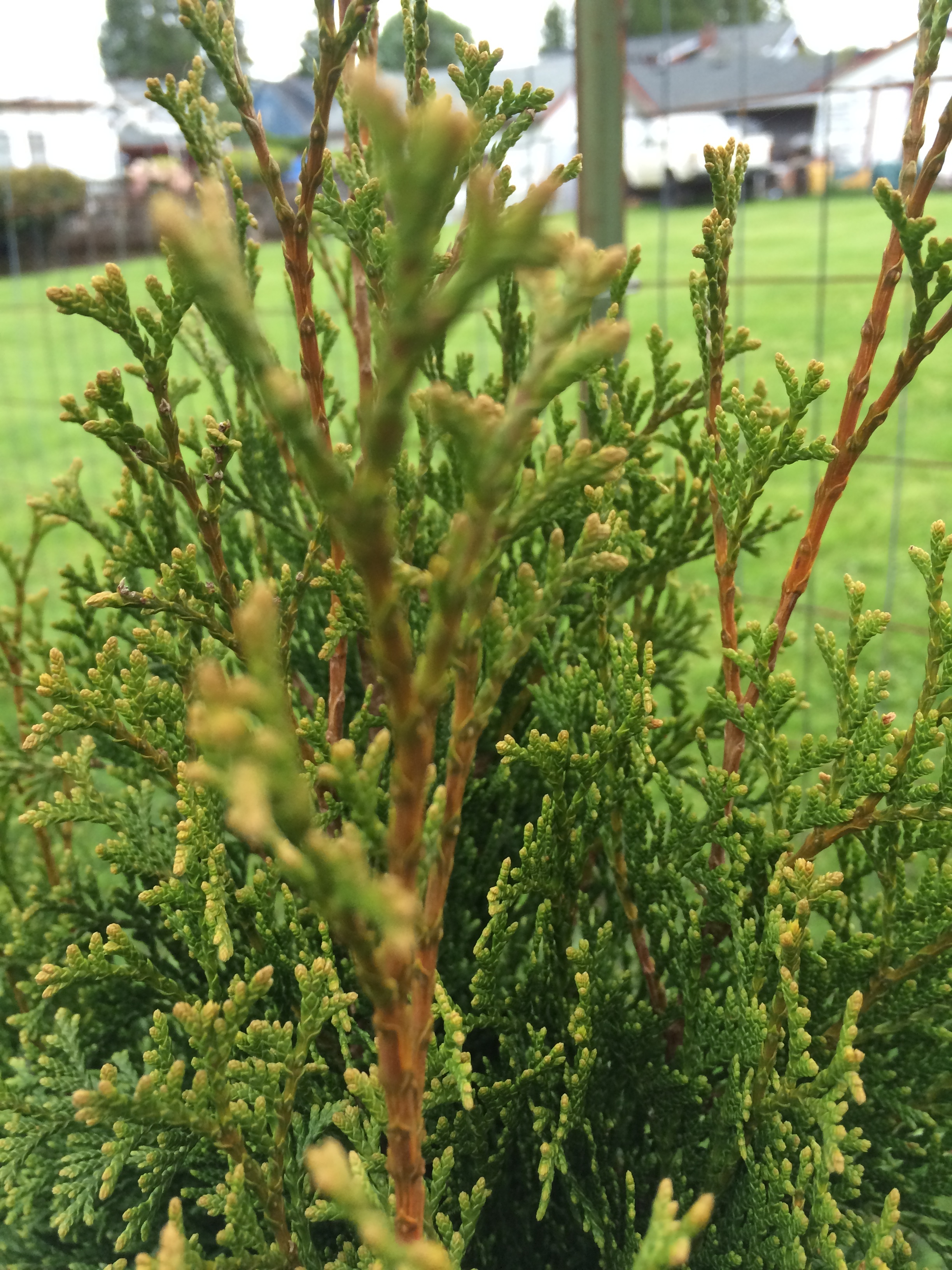 Arborvitae fertilizer store