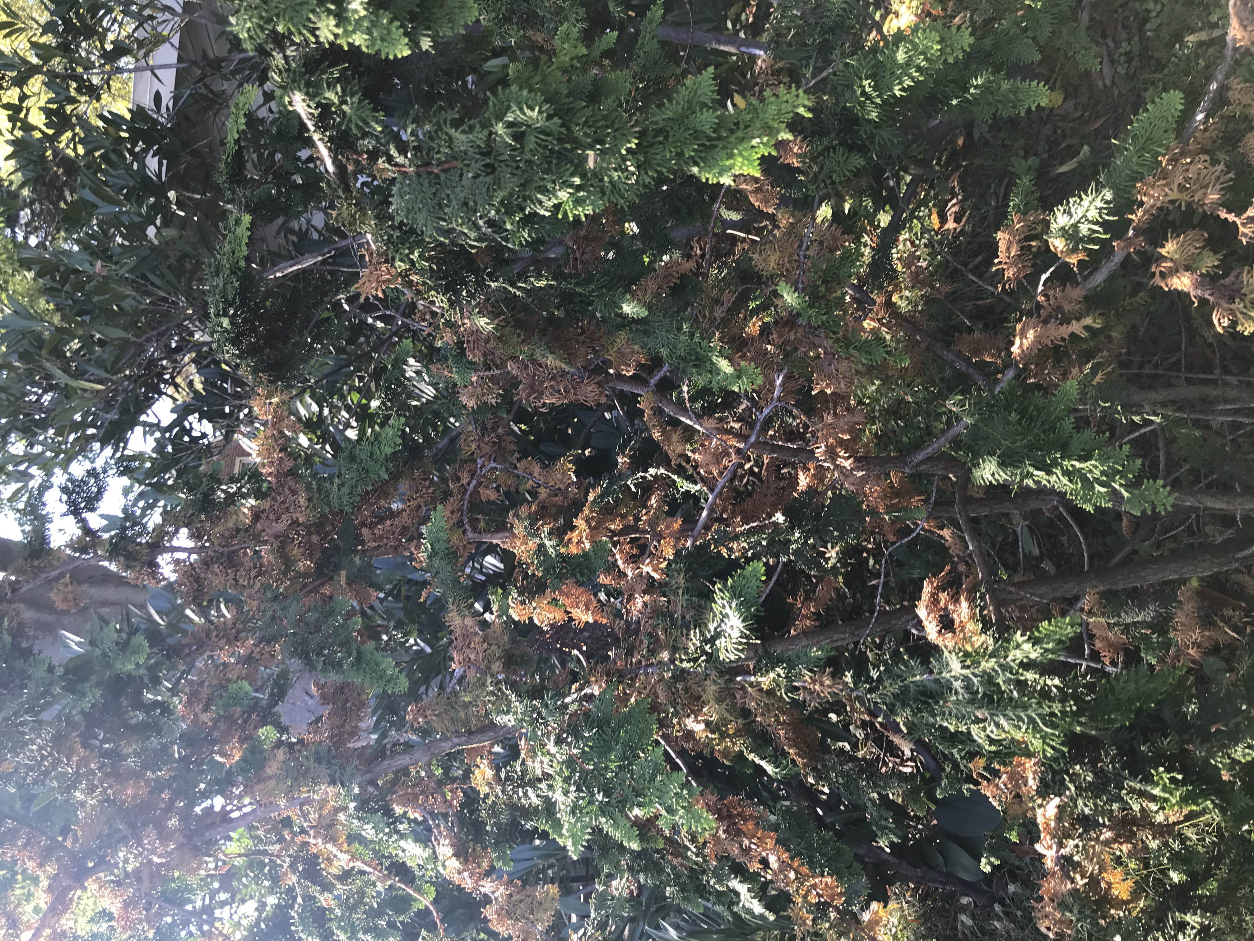 Small evergreen tree seems to be dying. - Ask Extension