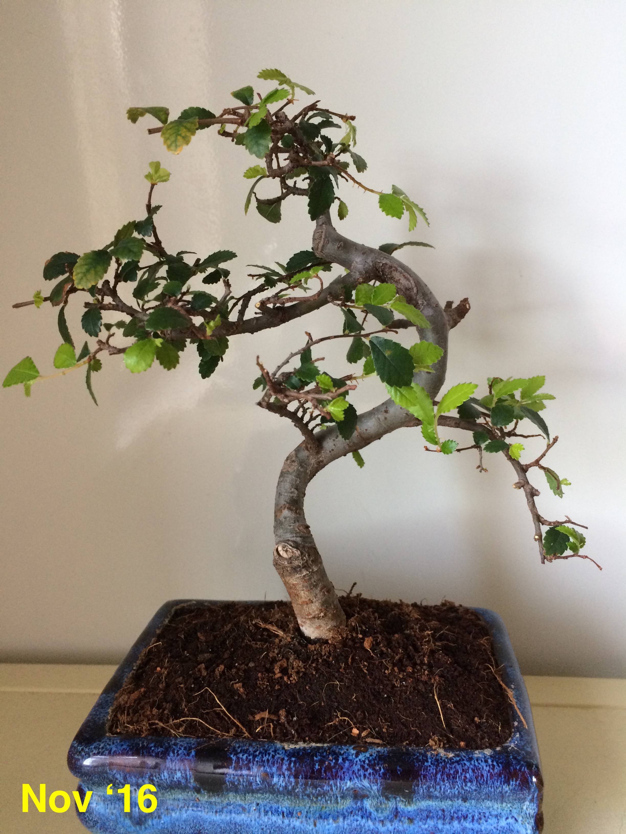 Bonsai toxic hotsell to cats