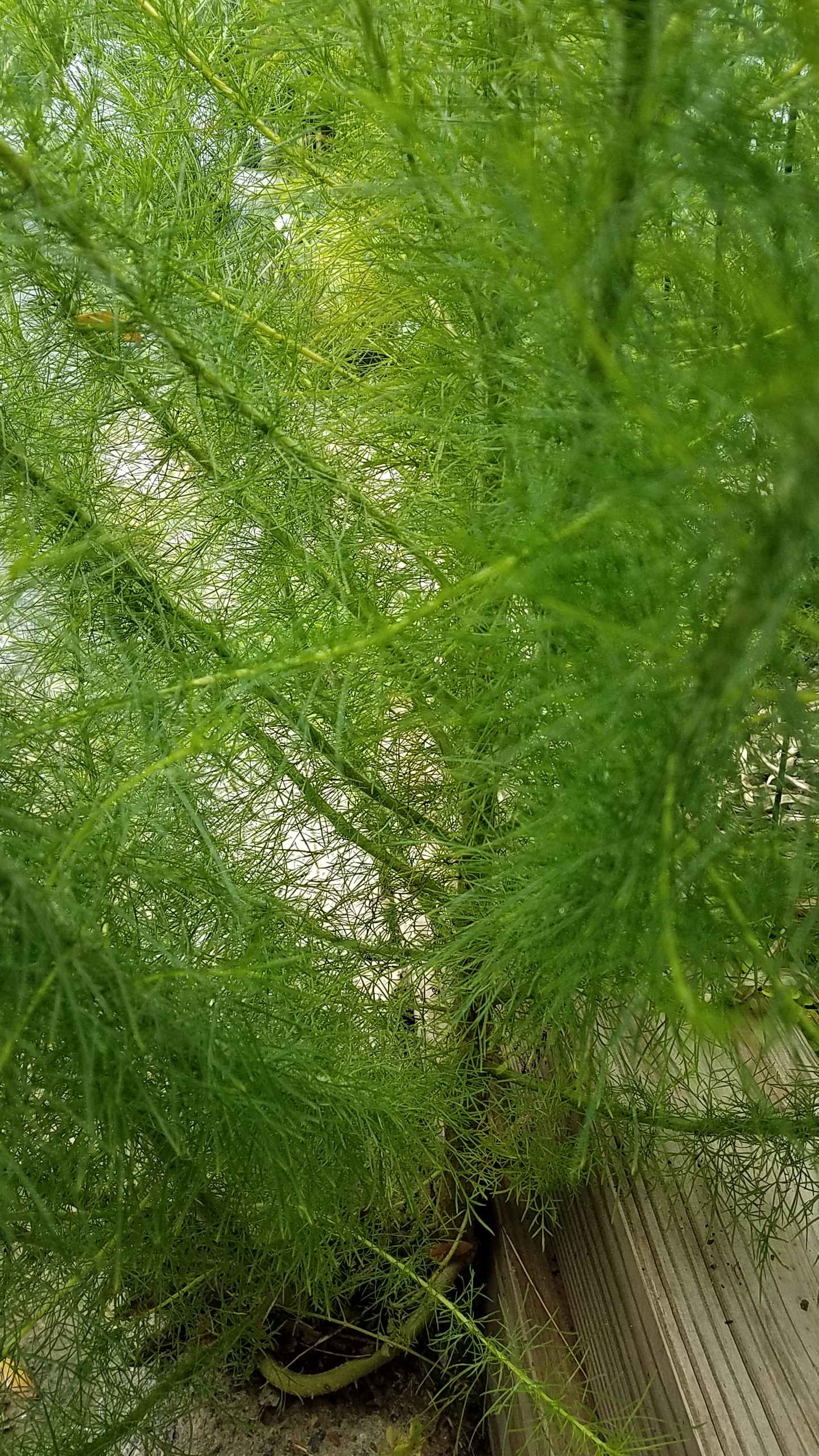 Dog clearance fennel poisonous