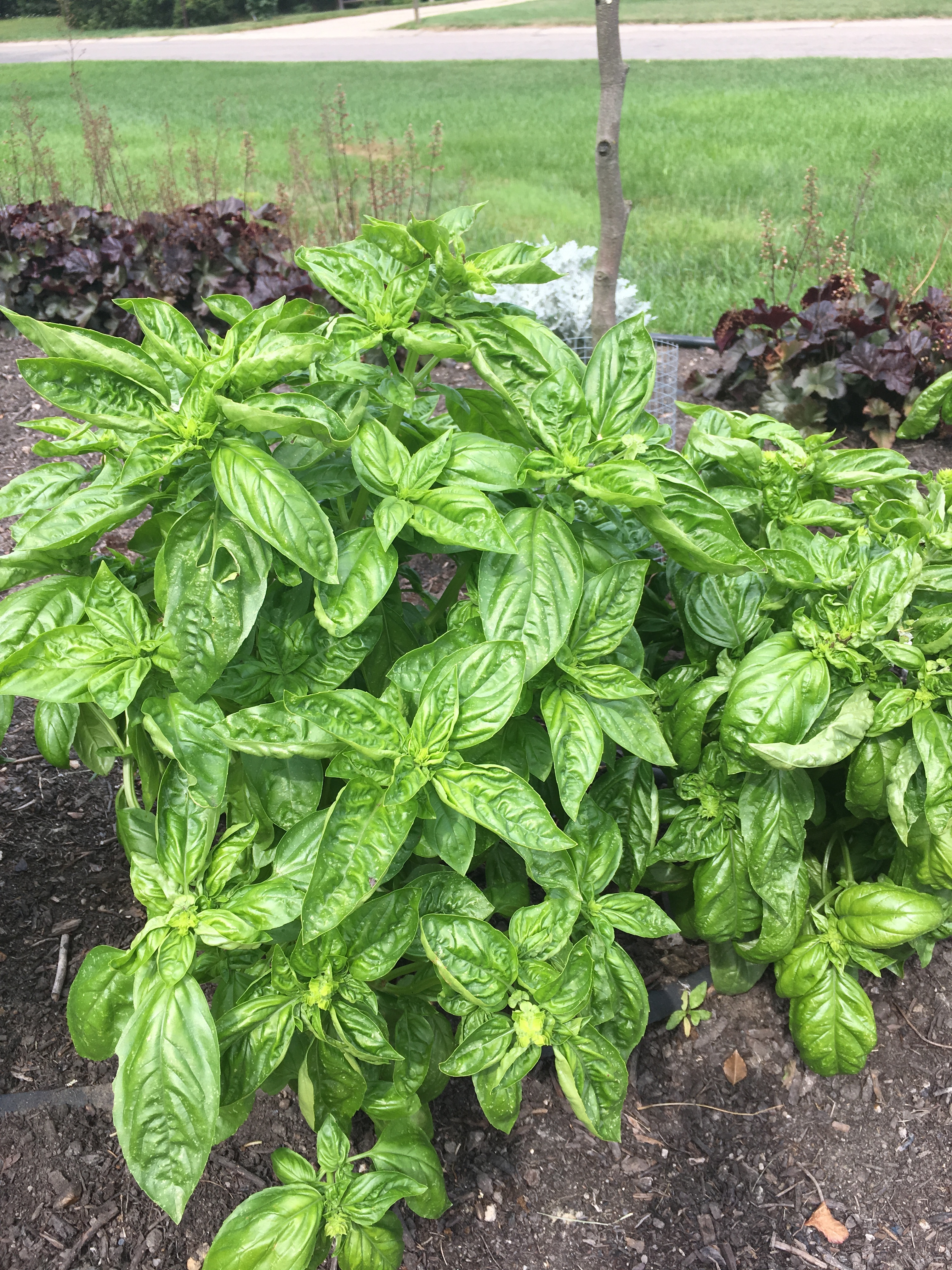 Basil Leaf discoloration Ask Extension