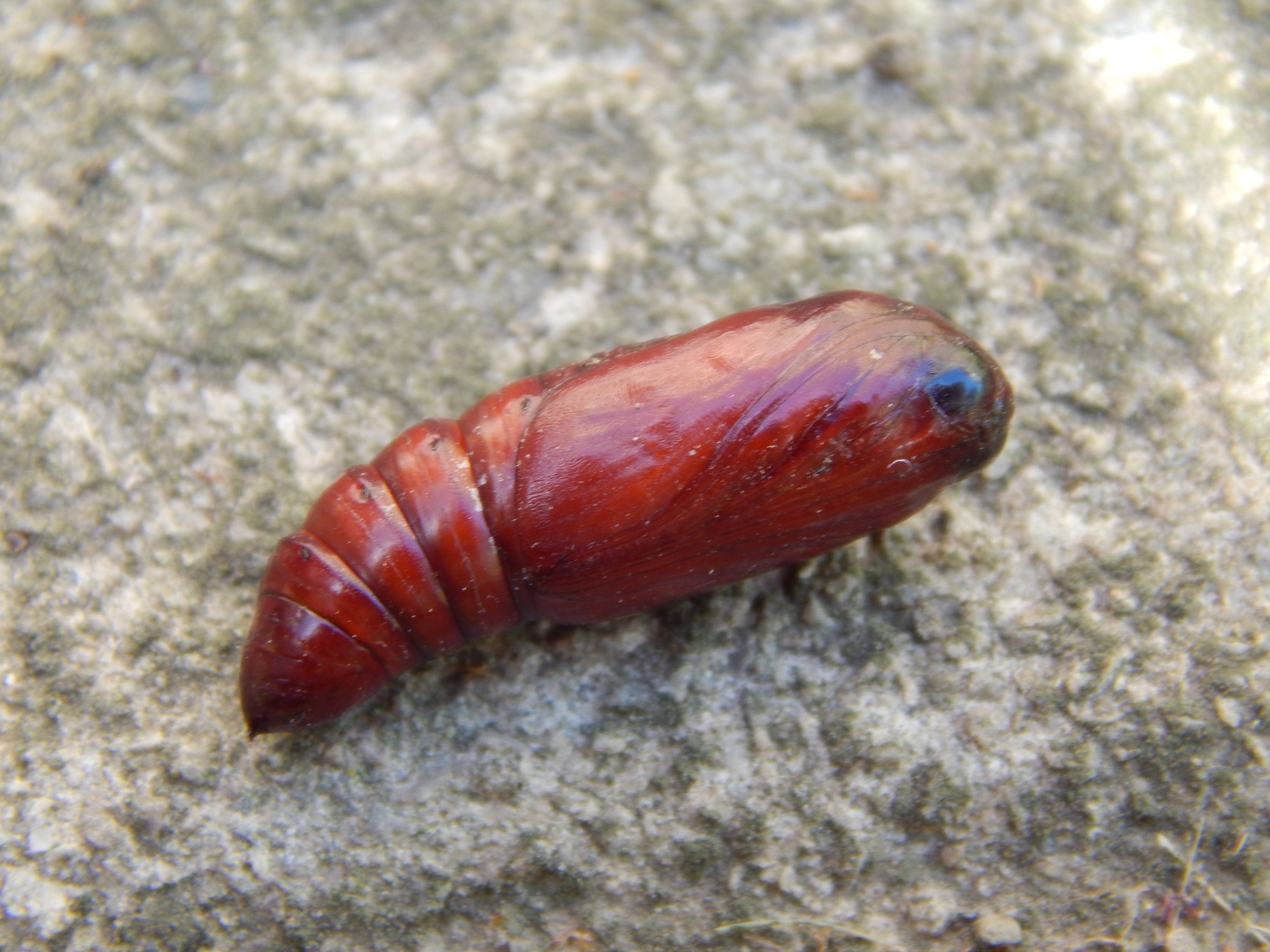 Odd red cacoon in my garden Ask Extension