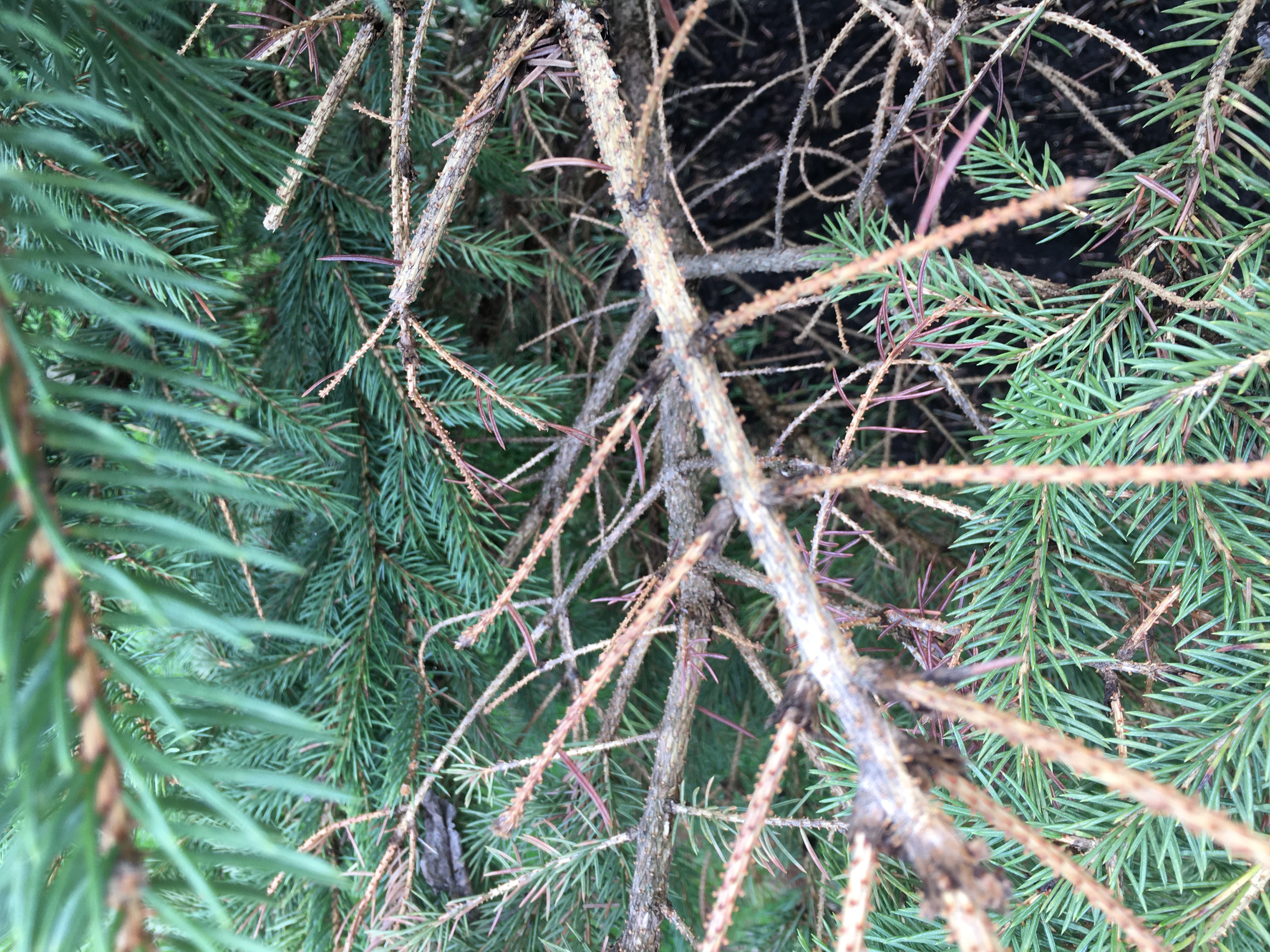Small evergreen tree seems to be dying. - Ask Extension