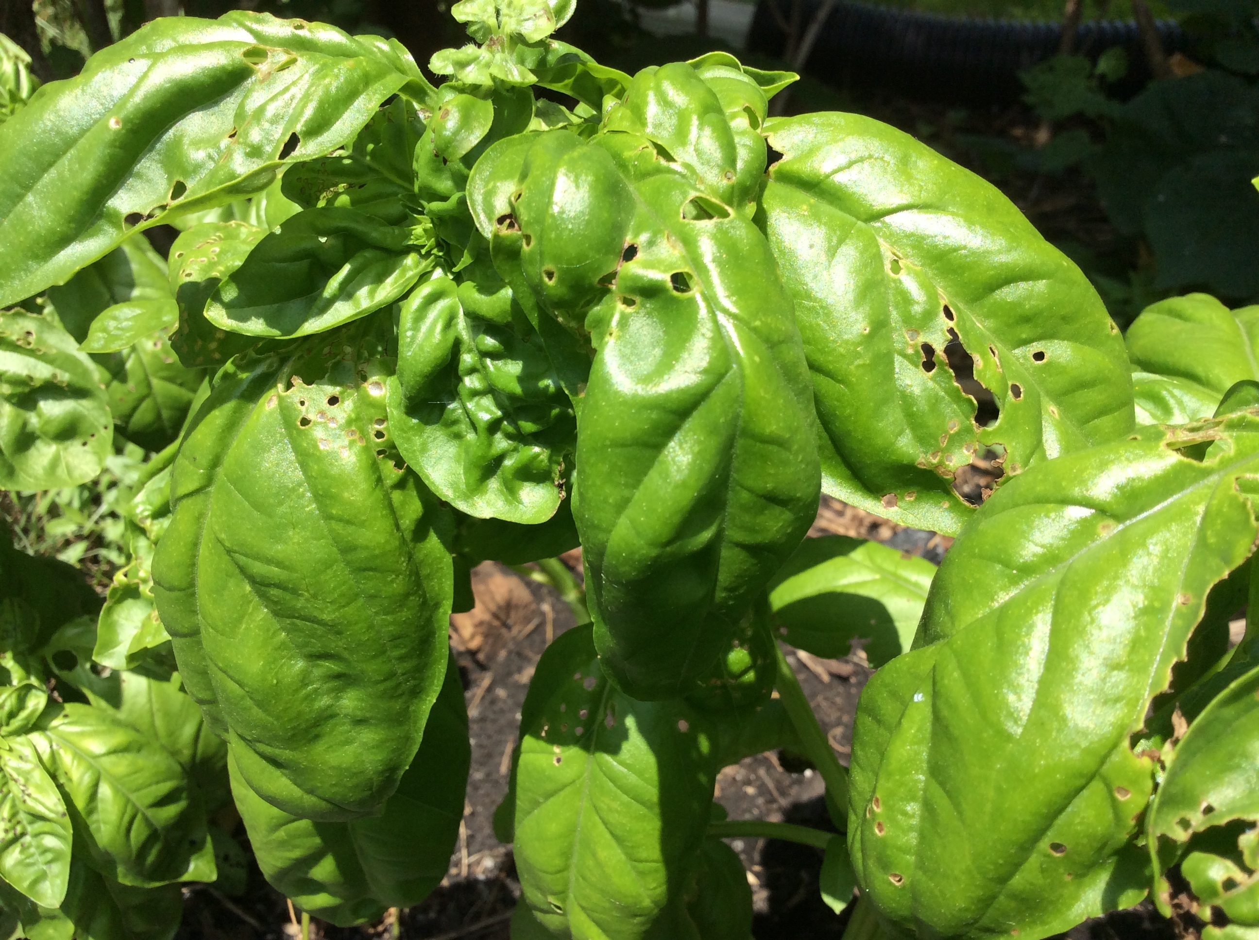 Pest or disease on basil Ask Extension