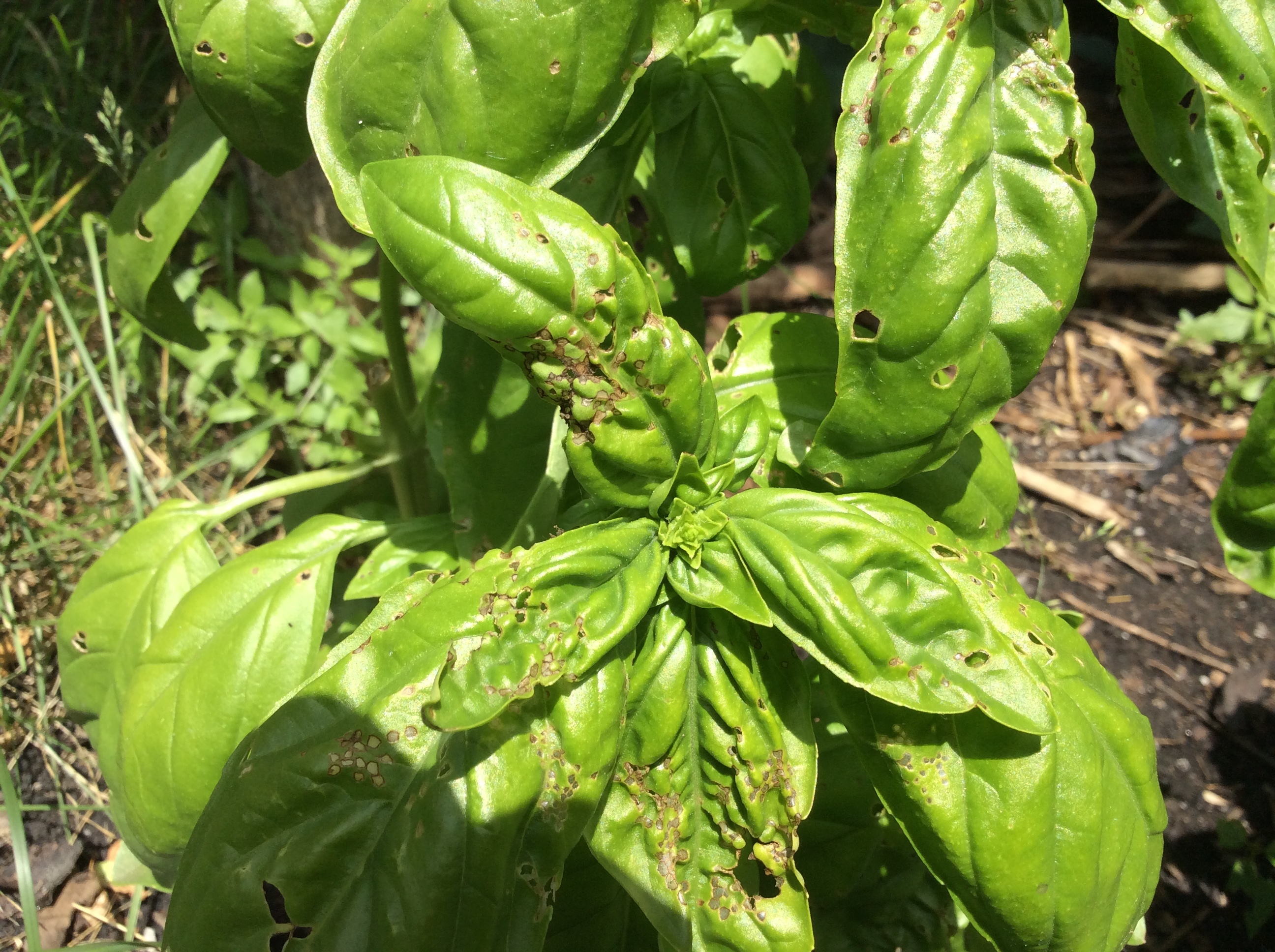 Pest or disease on basil Ask Extension