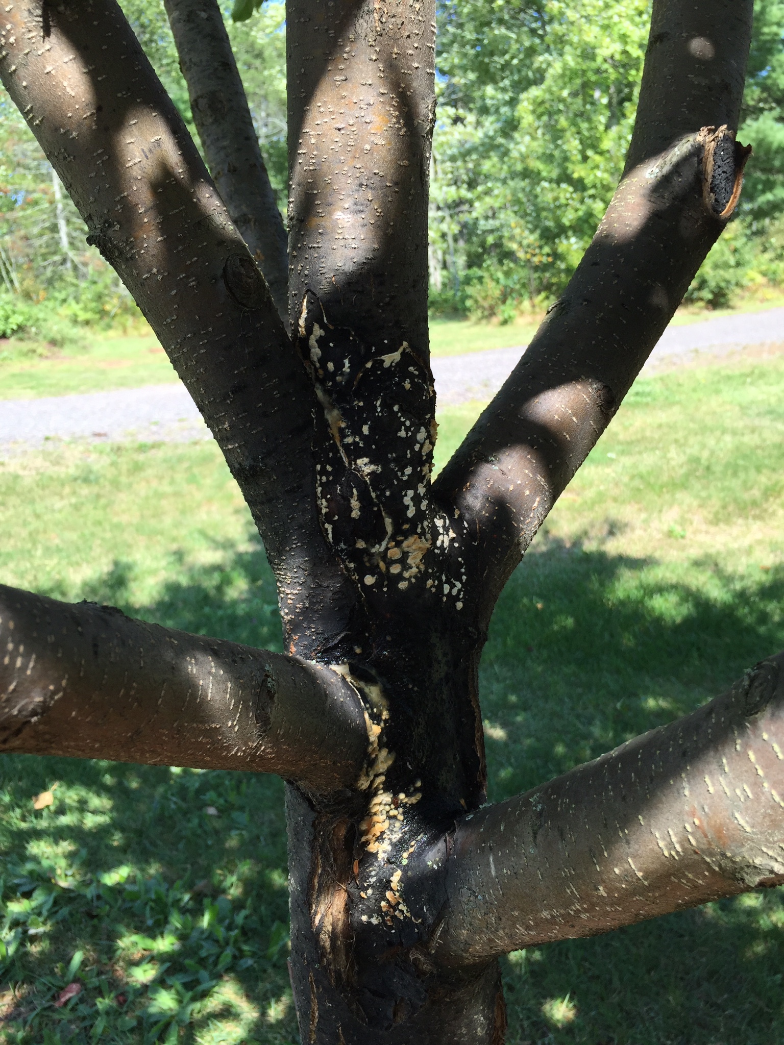 apple-tree-trunk-black-with-fungus-ask-extension