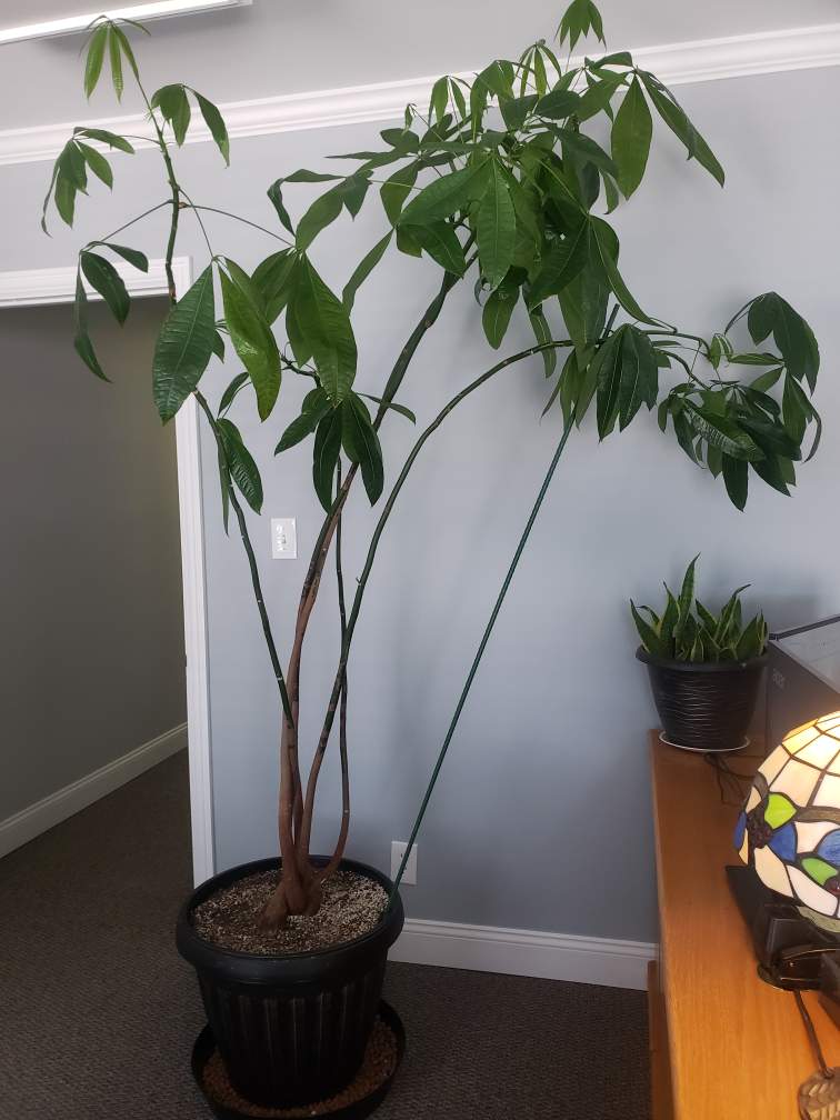 Overwatered deals money tree