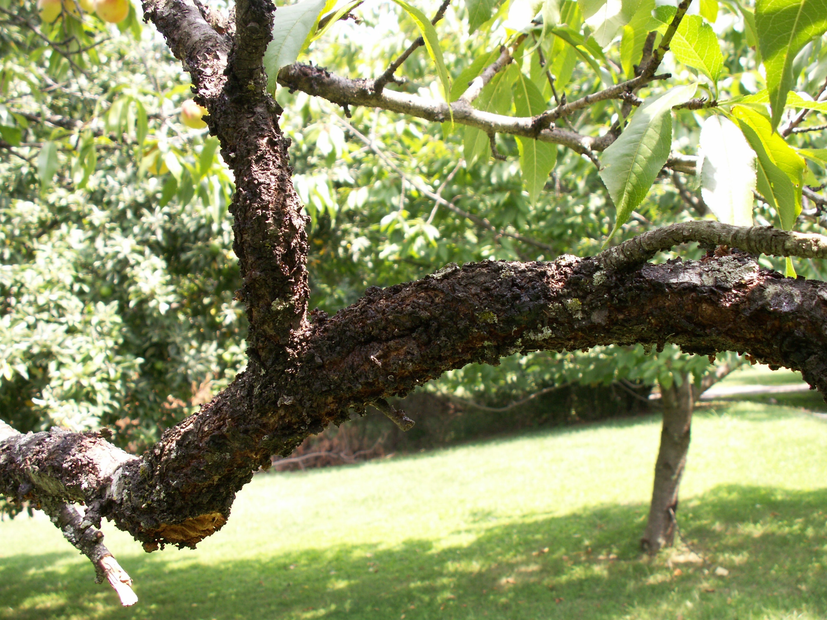 what-is-causing-this-bark-disease-on-my-peach-tree-ask-extension