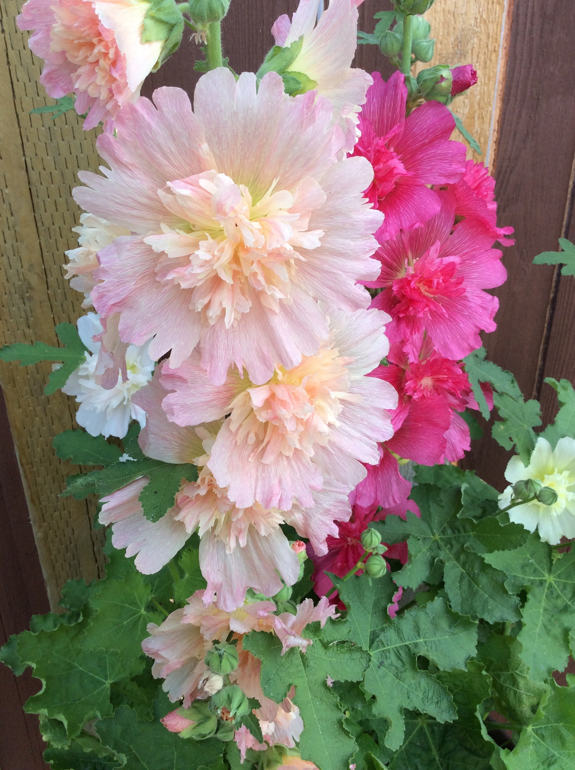 APRICOT CELEBRITY HOLLYHOCK Alcea rosea