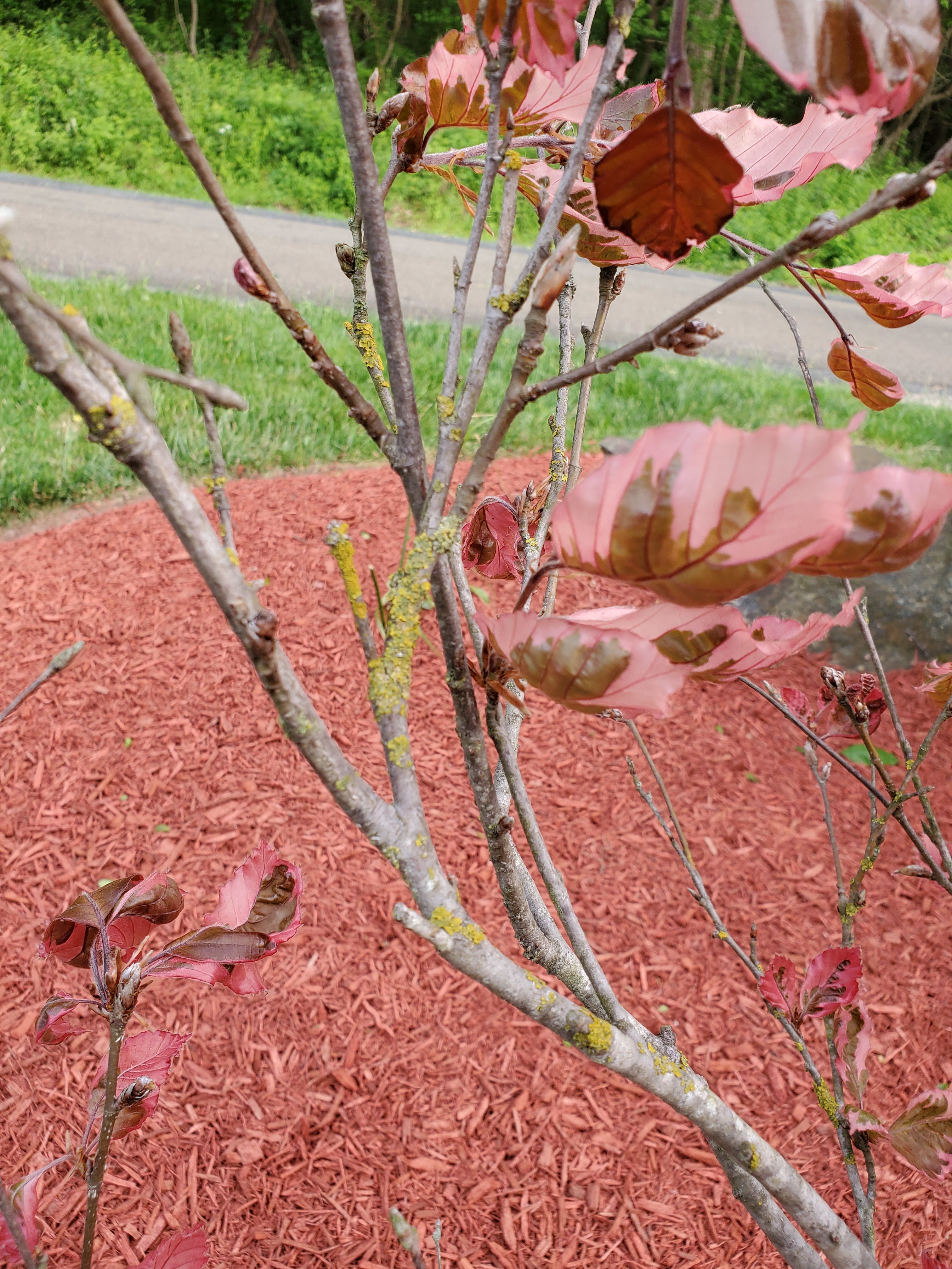 How to Grow and Care for Tricolor Beech
