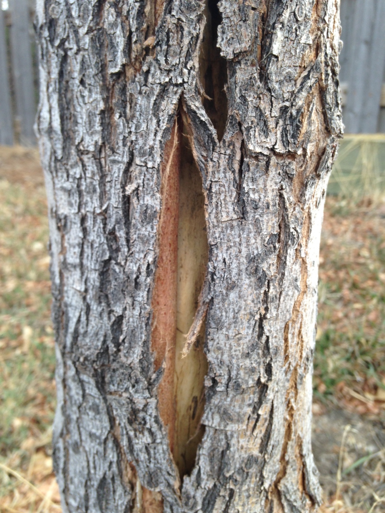 Borers In A Maple Tree Ask Extension