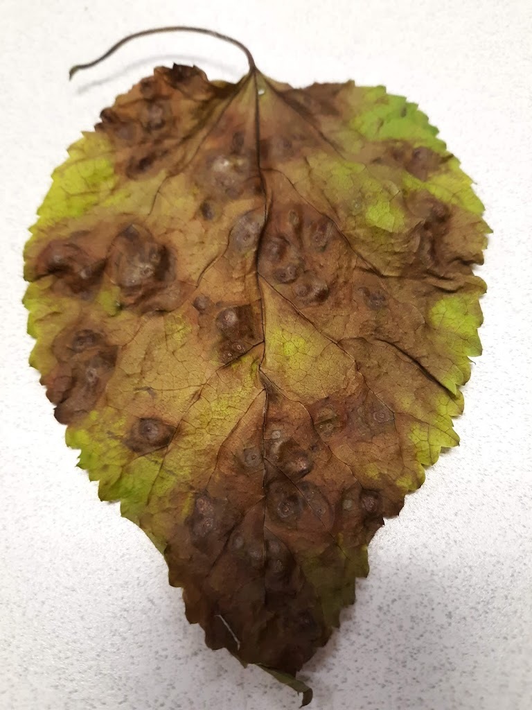 Brown Spots on weeping mulbery leaves - Ask Extension