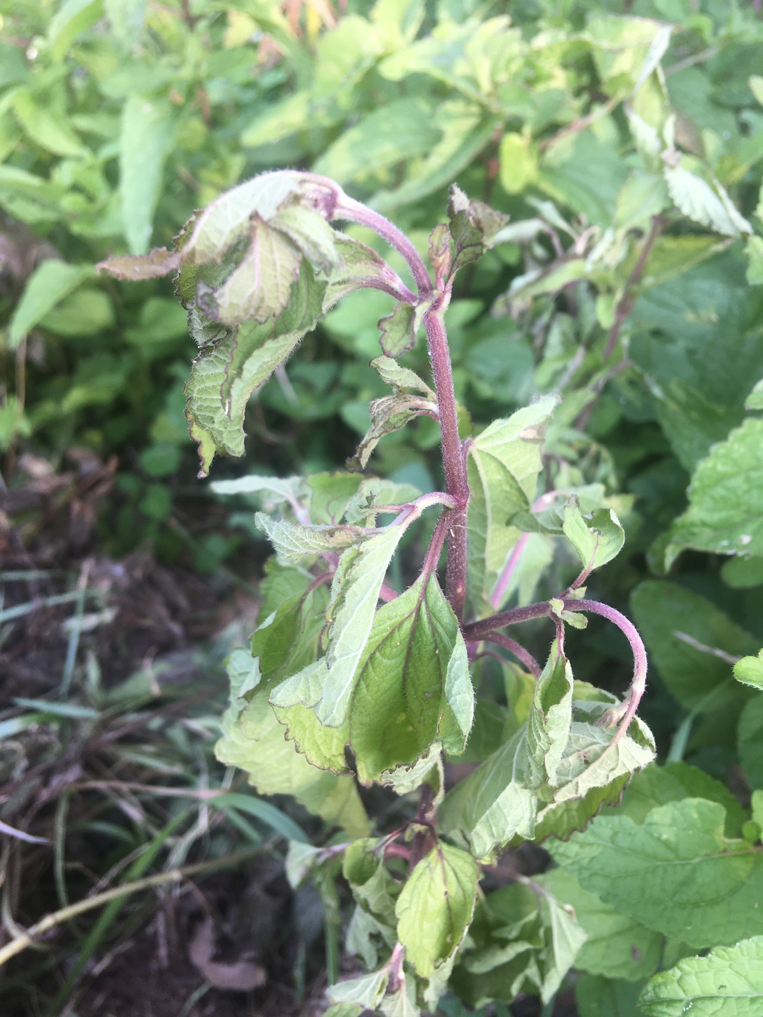 Blue mist flowers and turtleheads dying - Ask Extension