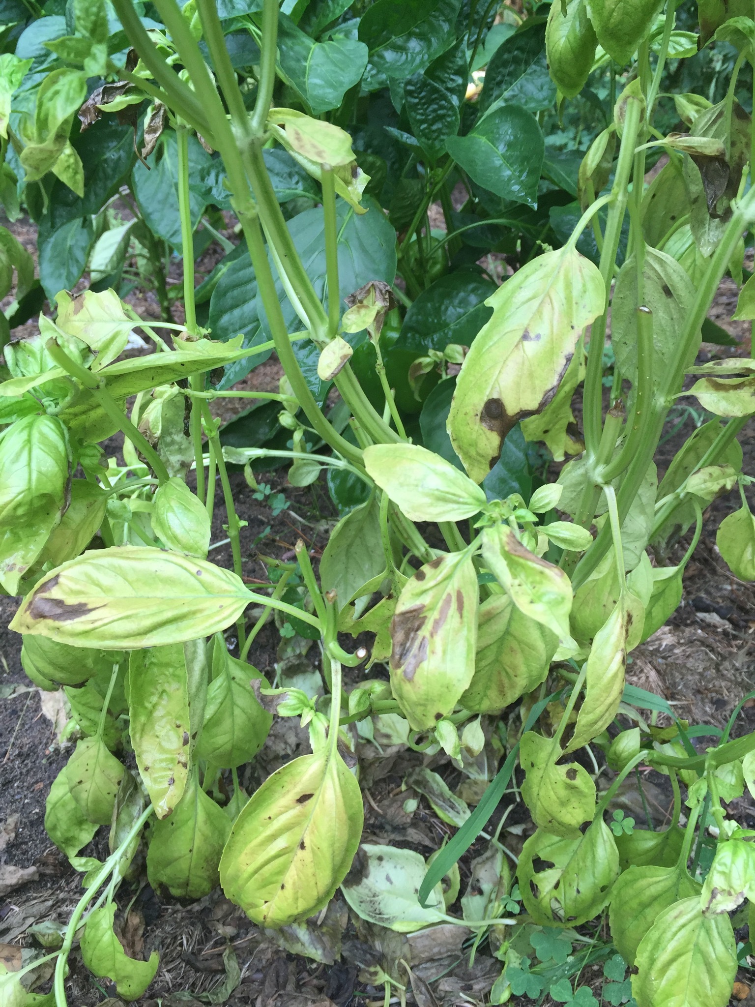 Yellow basil with brown spots Ask Extension