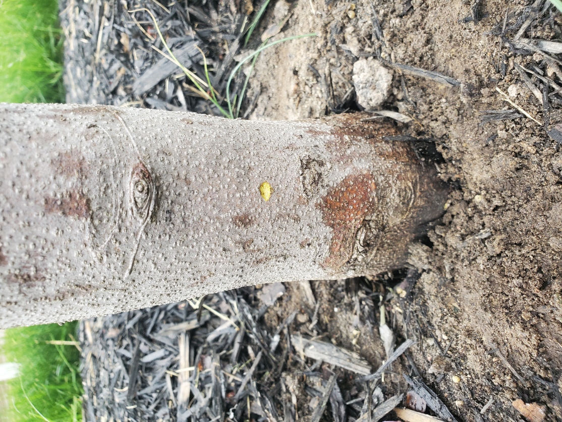 Dog wood not leafing out or blooming - Ask Extension