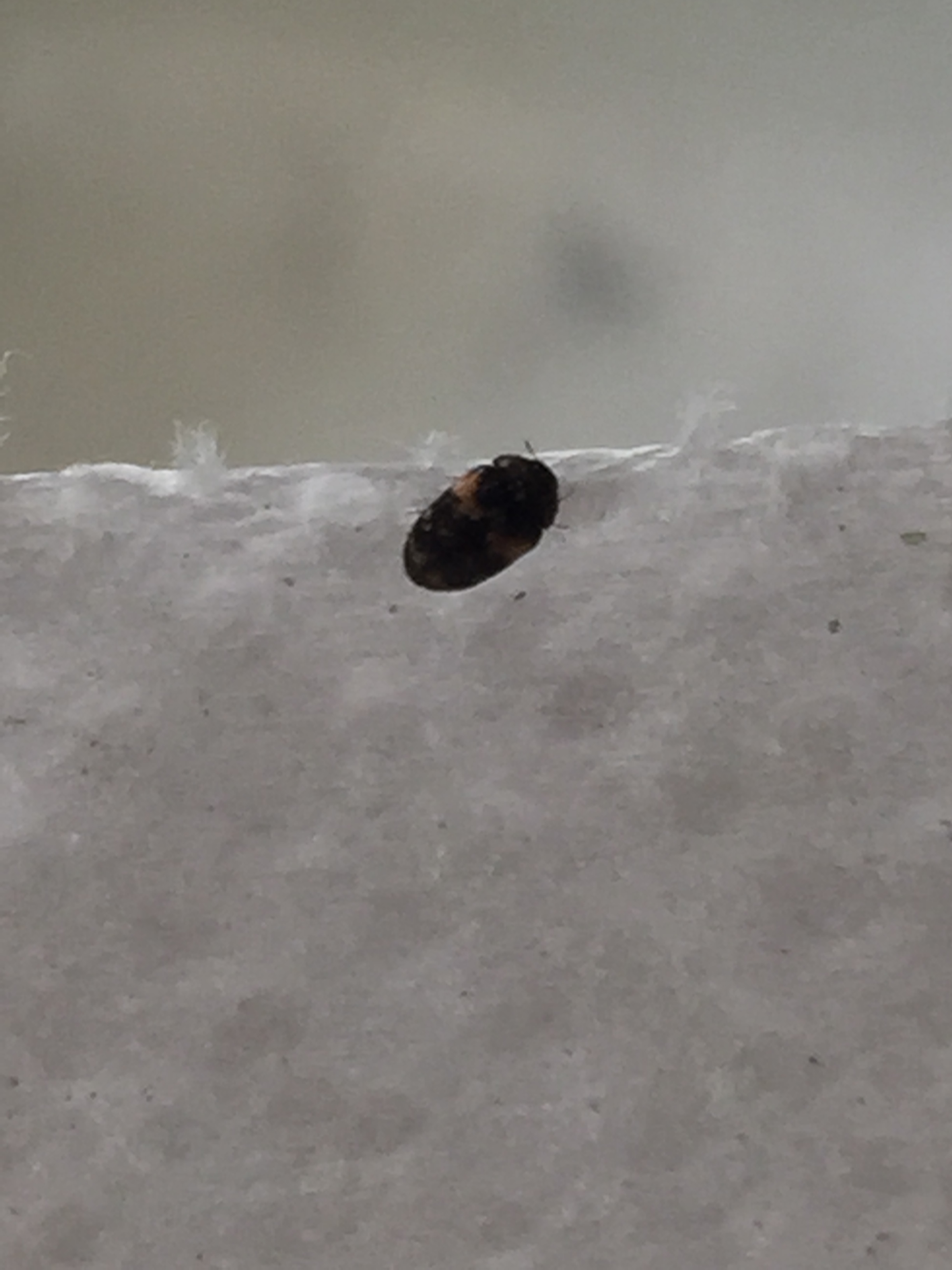 Small black online beetle