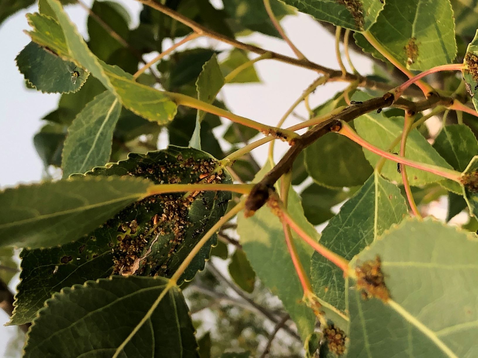 Infestation on cottonless cottonwood tree what is it and how to deal