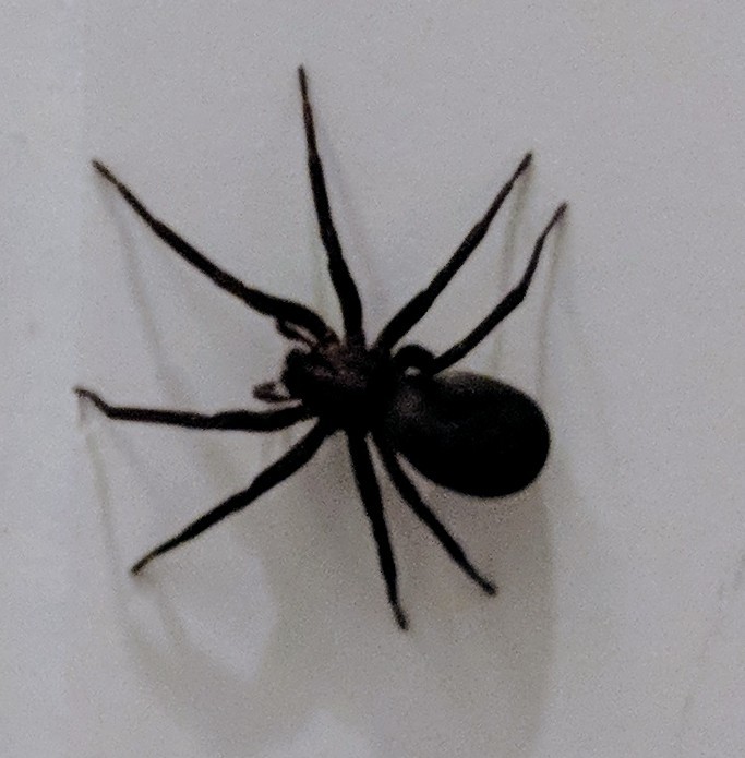 Black deals house spider